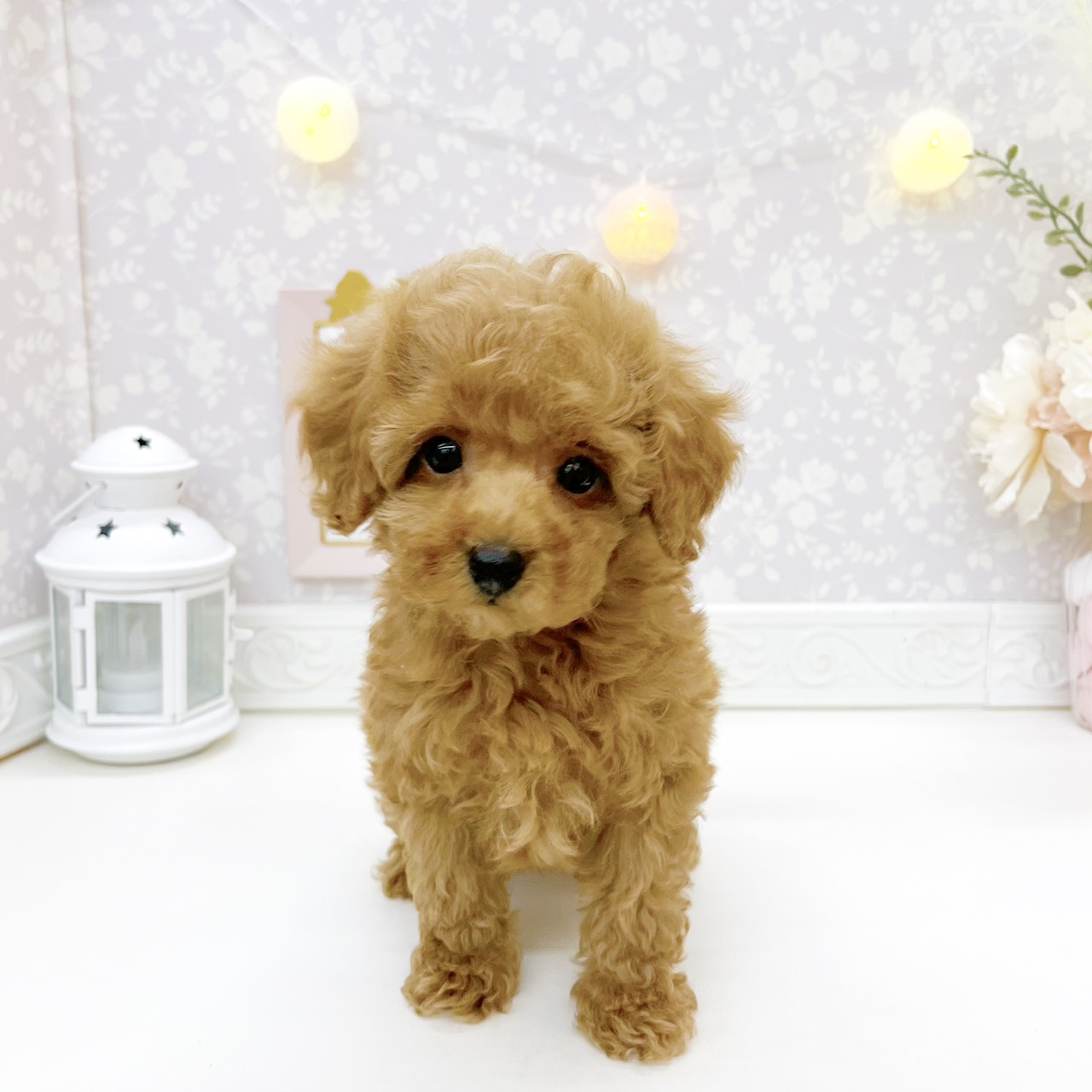 富山県のトイプードル(トイ) (犬の家＆猫の里富山店/2026年8月11日生まれ/男の子/レッド)の子犬の1枚目の画像