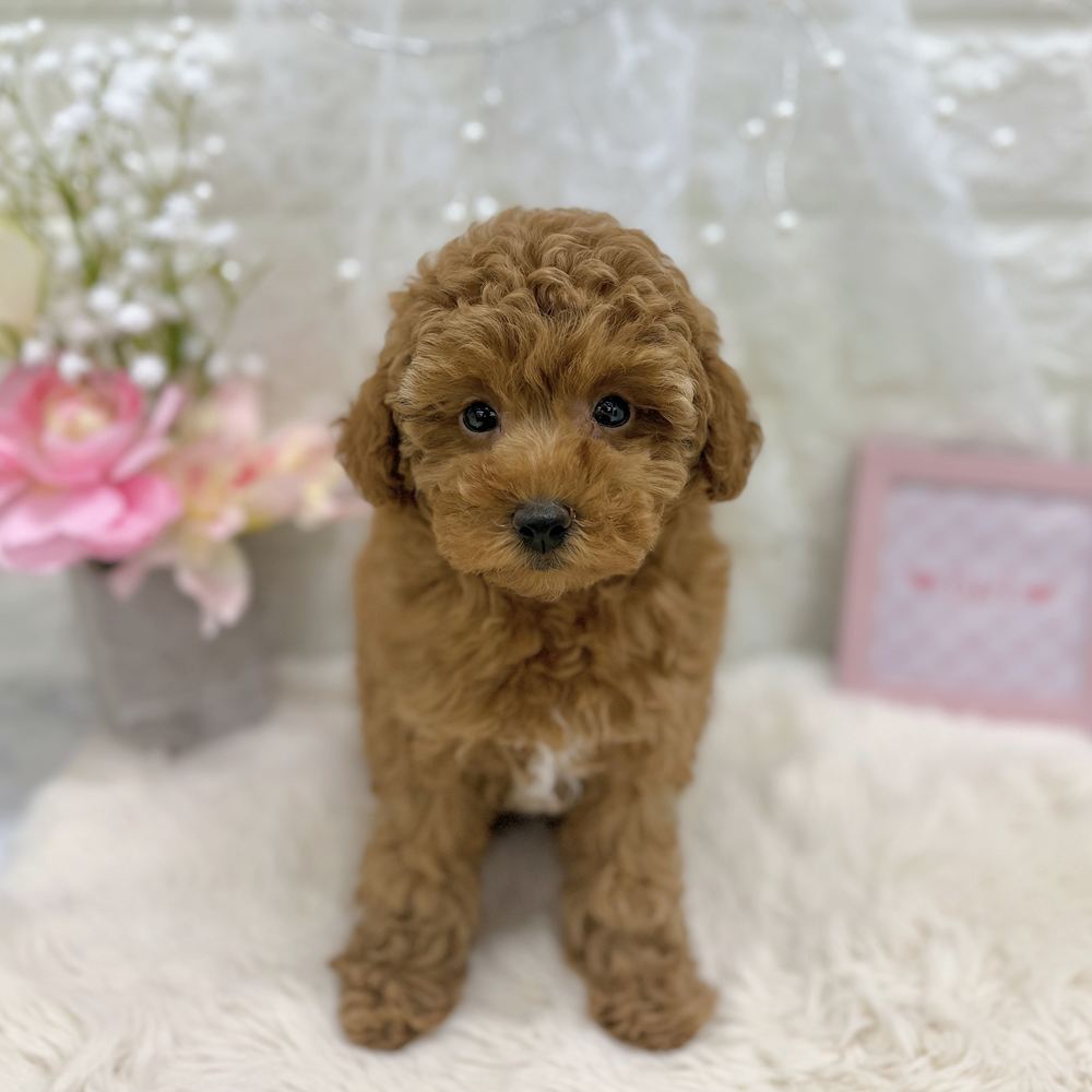 福井県のトイプードル(トイ) (犬の家＆猫の里アミーゴ福井大和田店/2026年8月8日生まれ/女の子/レッドフォーン)の子犬の1枚目の画像
