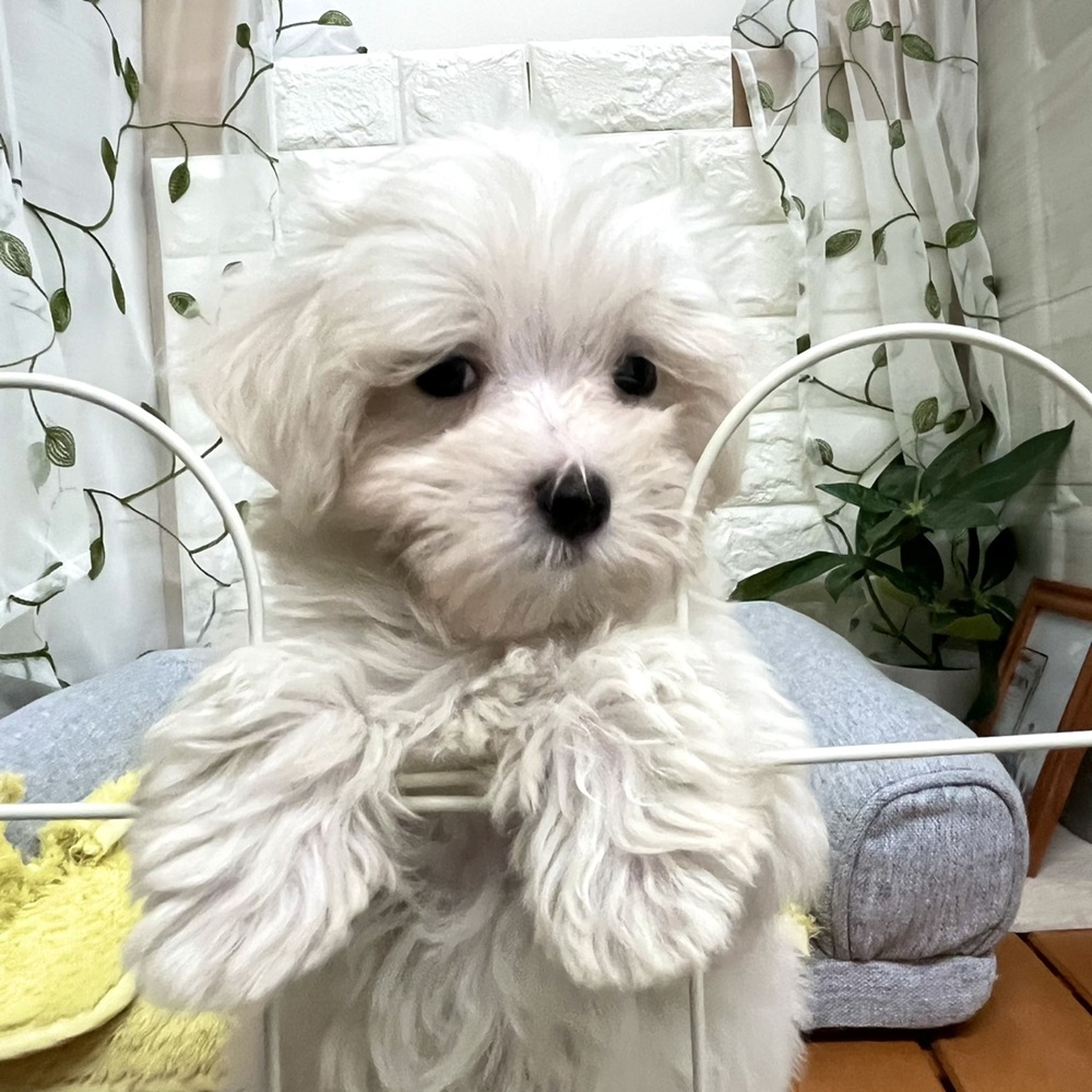 長野県のマルチーズ (犬の家＆猫の里塩尻店/2026年8月7日生まれ/男の子/ホワイト)の子犬の1枚目の画像