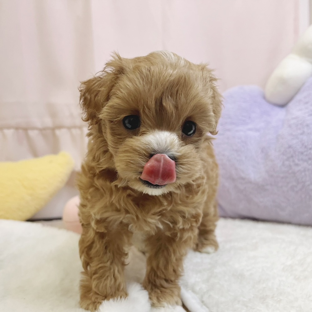 静岡県のマルプー(マルチーズ×プードル) (犬の家＆猫の里マークイズ静岡店/2026年8月10日生まれ/男の子/アプリコット)の子犬の2枚目の画像