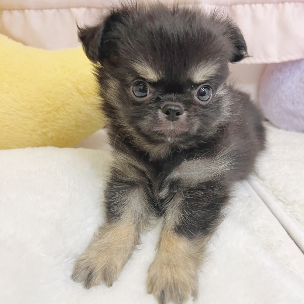 静岡県のチワワ(ロング) (犬の家＆猫の里マークイズ静岡店/2026年8月7日生まれ/男の子/ブラックタンホワイト)の子犬の2枚目の画像