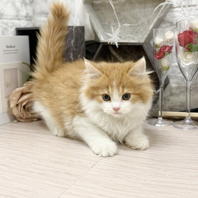 千葉県のサイベリアン (犬の家＆猫の里ワンズモール稲毛店/2026年8月8日生まれ/男の子/レッドタビーホワイト)の子猫の2枚目の画像