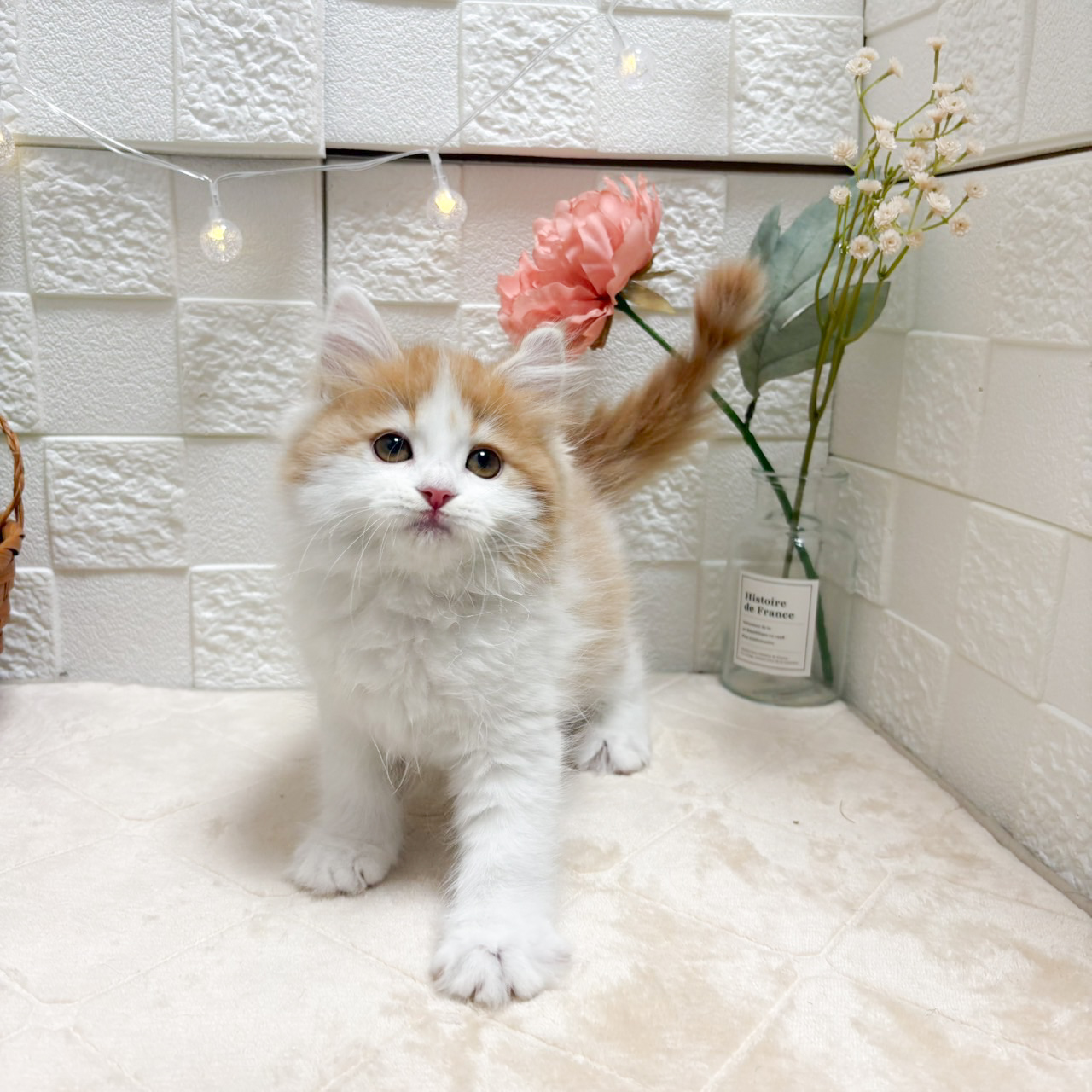 東京都のサイベリアン (犬の家＆猫の里ペットフォレスト小平店/2026年8月8日生まれ/女の子/レッドタビーホワイト)の子猫の2枚目の画像