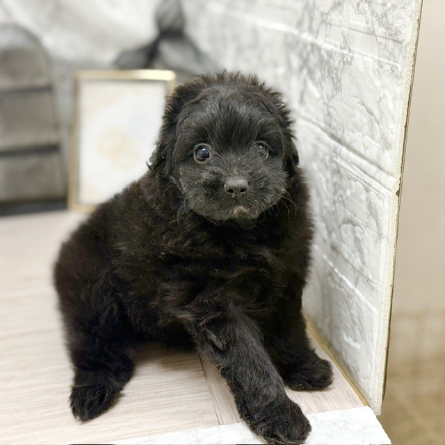 千葉県のポメプー(ポメラニアン×プードル) (犬の家＆猫の里ワンズモール稲毛店/2026年8月9日生まれ/女の子/ブラック)の子犬の2枚目の画像
