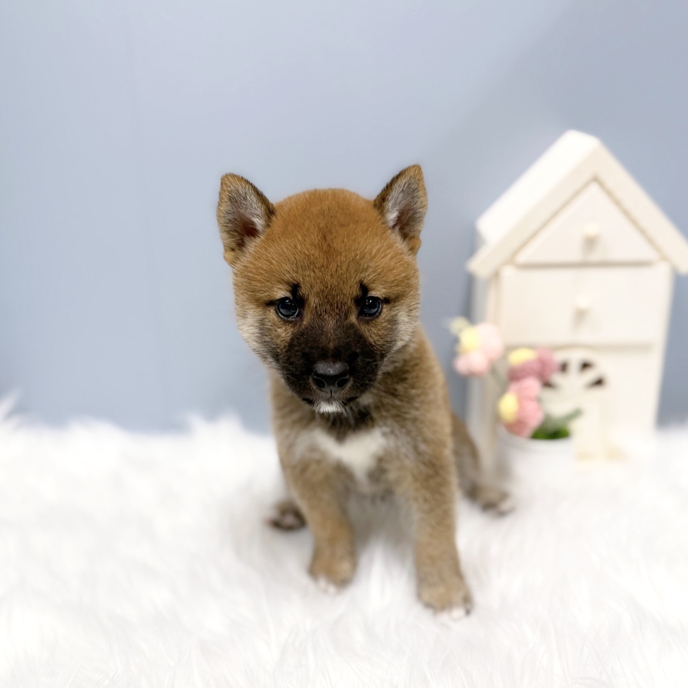 愛知県の豆柴 (犬の家＆猫の里岡崎店/2026年8月10日生まれ/男の子/赤)の子犬の2枚目の画像
