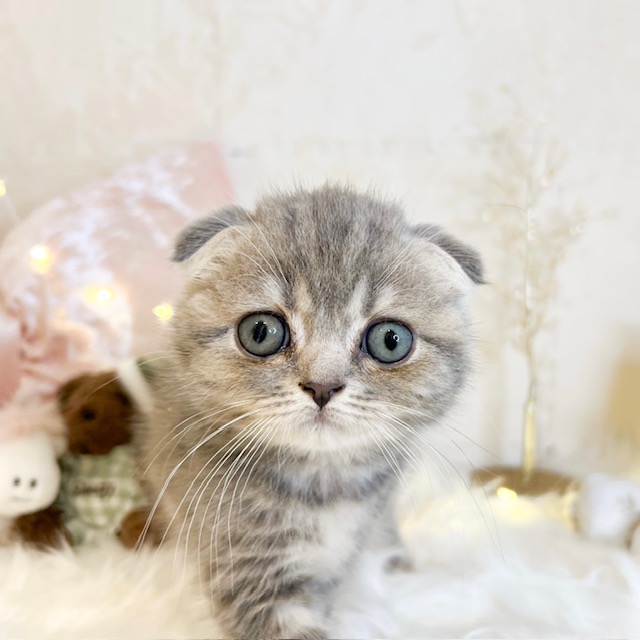 東京都のスコティッシュフォールド (犬の家＆猫の里新宿店/2026年8月9日生まれ/女の子/ブルーパッチドタビー)の子猫の2枚目の画像