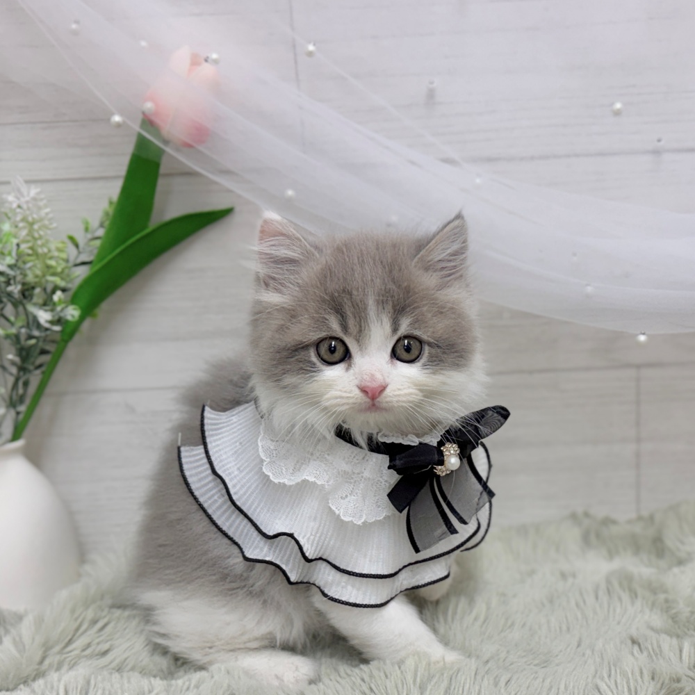 神奈川県のスコティッシュストレート (犬の家＆猫の里相模原店/2026年8月11日生まれ/男の子/ブルータビーホワイト)の子猫の2枚目の画像