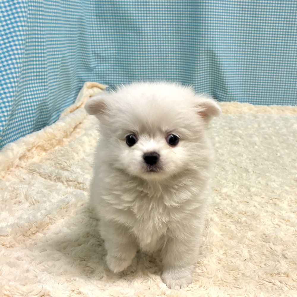 愛知県のポメチワ/チワポメ/ポメチー(ポメラニアン×チワワ) (犬の家＆猫の里一宮店/2026年8月11日生まれ/女の子/クリームホワイト)の子犬の2枚目の画像