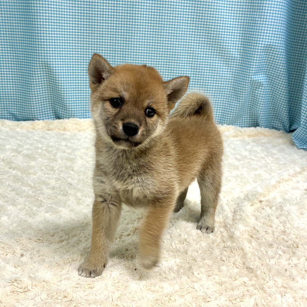 愛知県の柴犬(標準サイズ) (犬の家＆猫の里一宮店/2026年8月11日生まれ/女の子/赤)の子犬の2枚目の画像