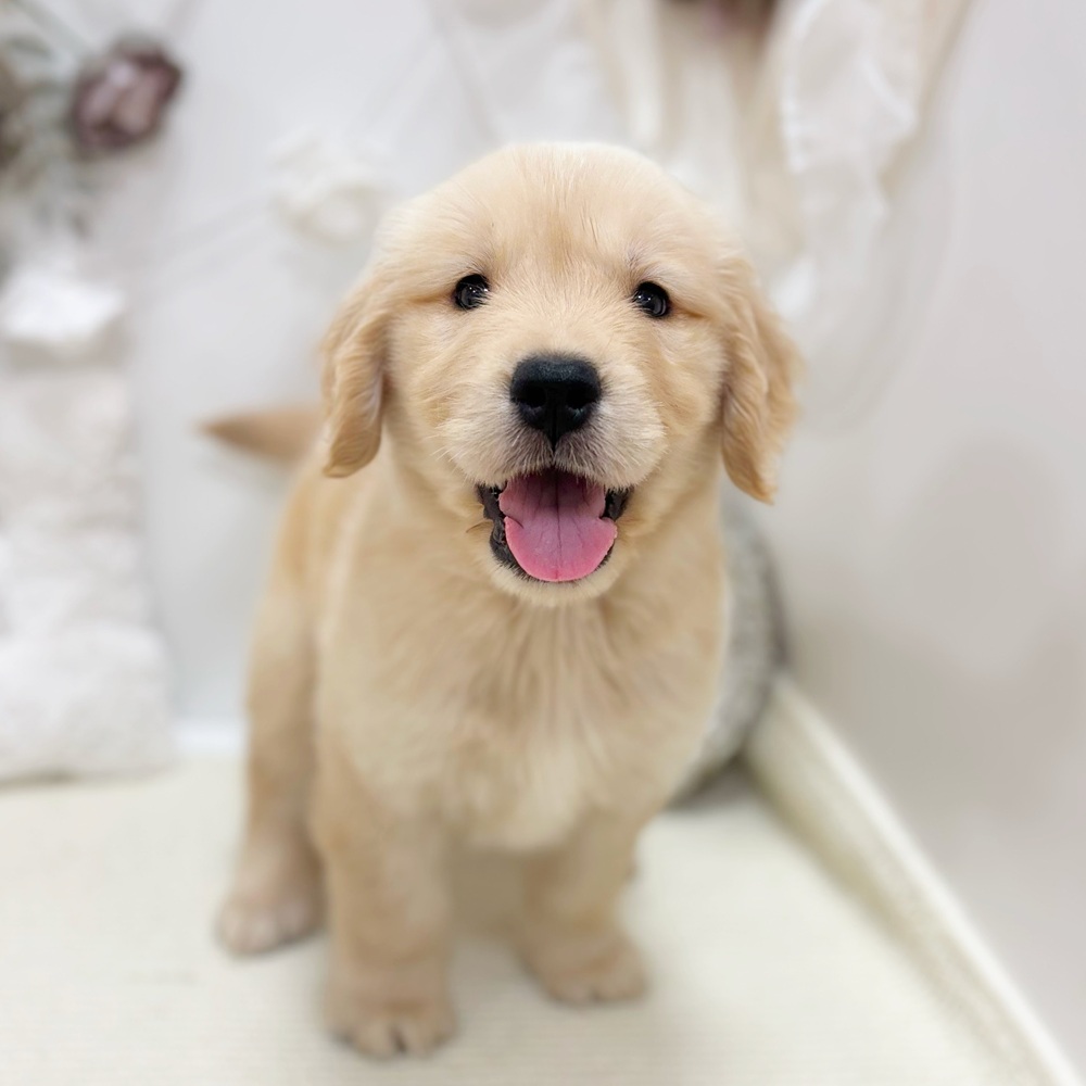 岐阜県のゴールデンレトリバー (犬の家＆猫の里カラフルタウン岐阜店/2026年8月12日生まれ/女の子/ゴールデン)の子犬の1枚目の画像