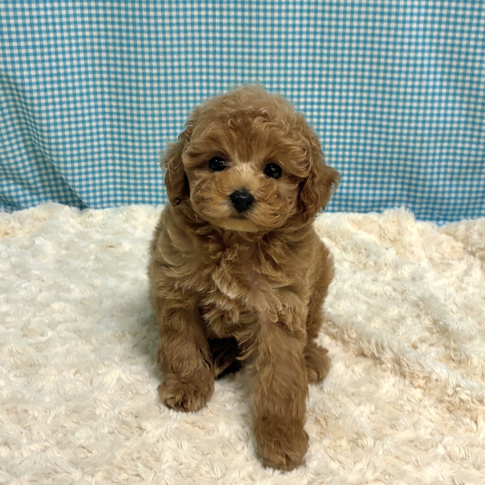 愛知県のトイプードル(トイ) (犬の家＆猫の里一宮店/2026年8月11日生まれ/男の子/オレンジフォーン)の子犬の2枚目の画像