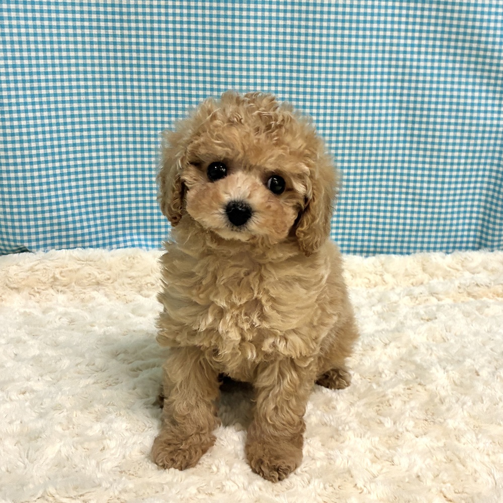愛知県のトイプードル(トイ) (犬の家＆猫の里一宮店/2026年8月12日生まれ/女の子/オレンジフォーン)の子犬の2枚目の画像