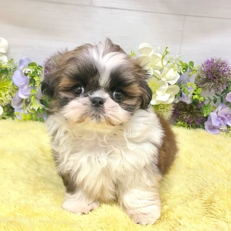 生体画像２