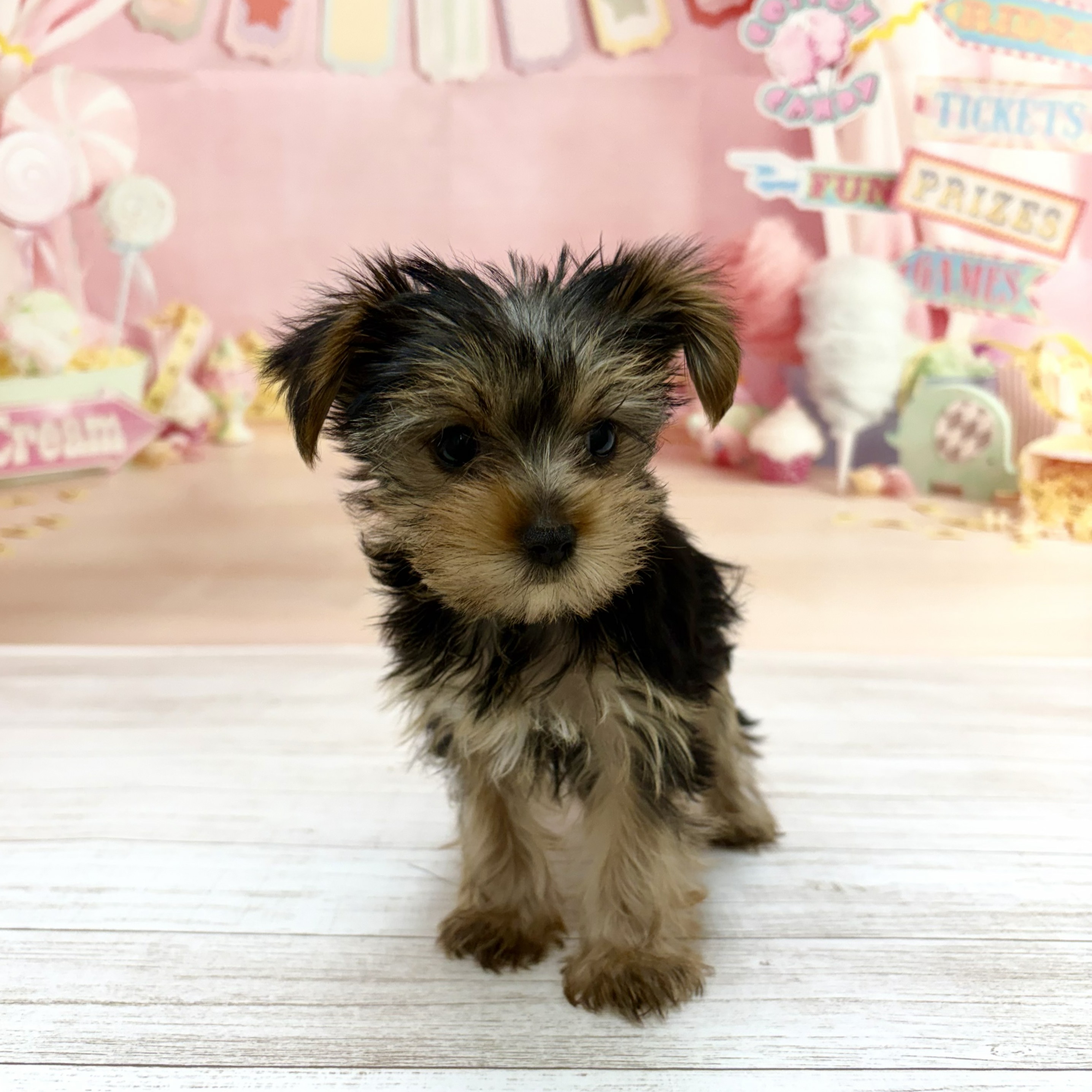 兵庫県のヨークシャーテリア (犬の家＆猫の里尼崎店/2026年8月12日生まれ/女の子/スチールブルータン)の子犬の2枚目の画像