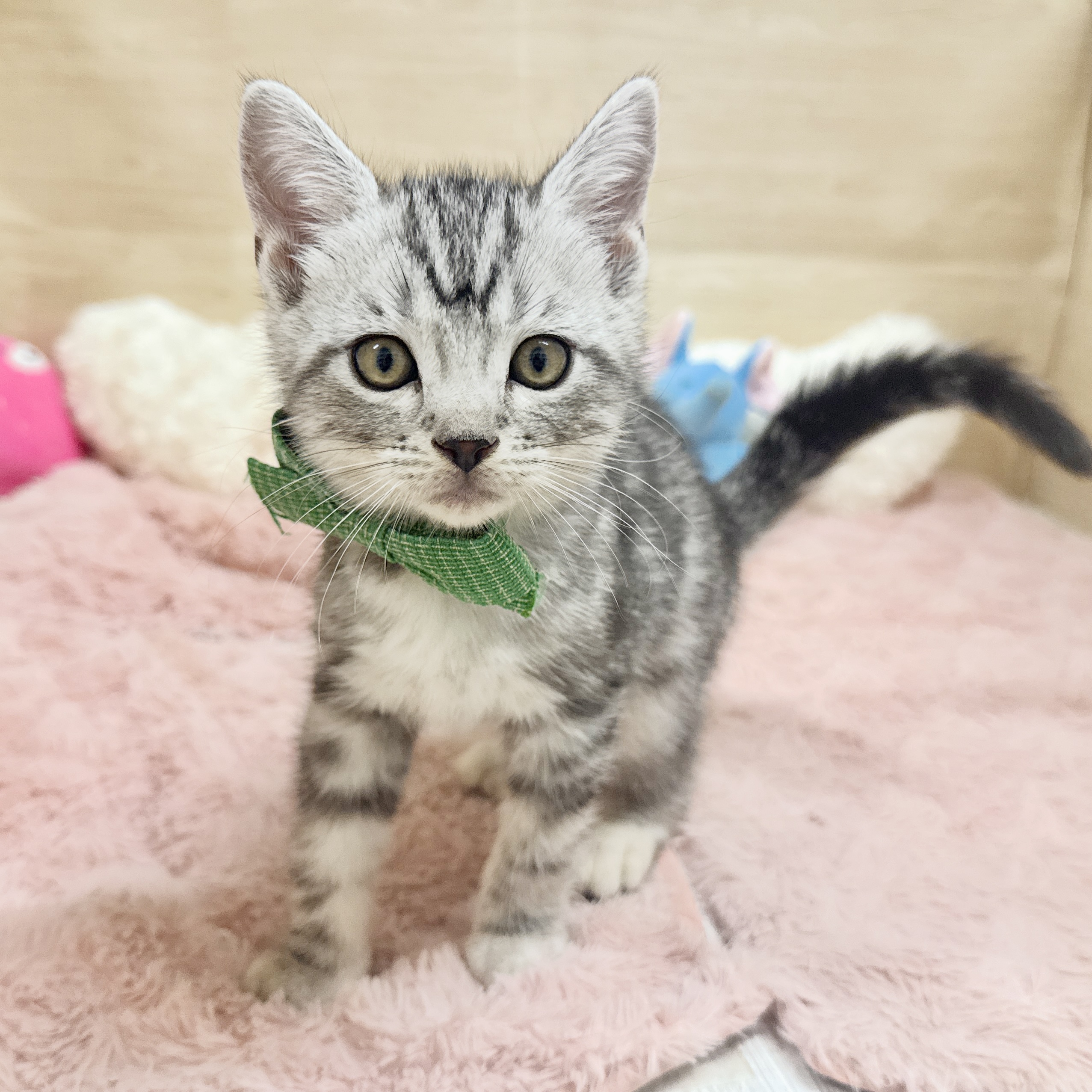 シルバー系のアメリカンショートヘアの子猫一覧 | ペットショップ 犬の
