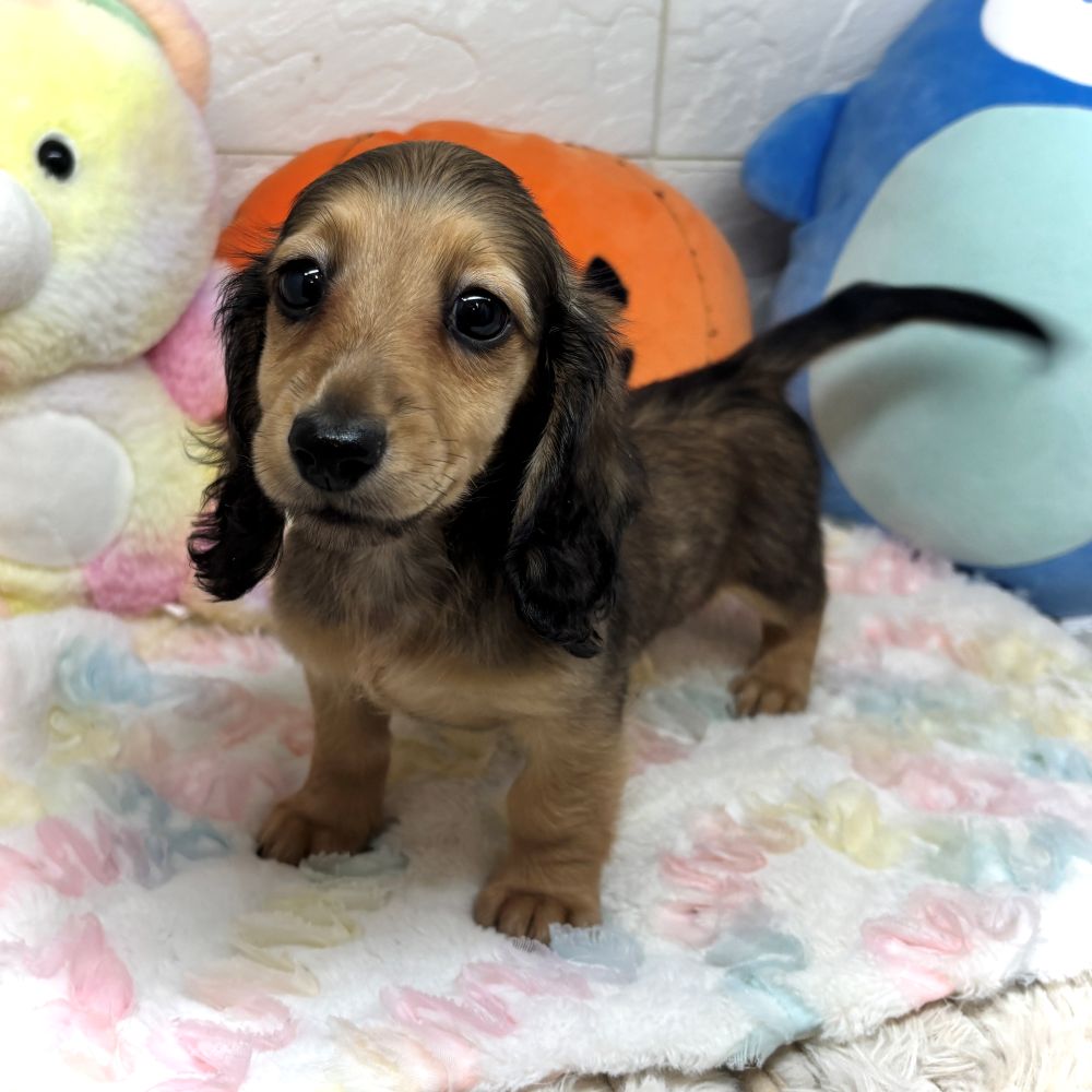 兵庫県のミニチュアダックスフンド(ロング) (犬の家＆猫の里ゆめタウン姫路店/2026年8月11日生まれ/女の子/シェーデットレッド)の子犬の2枚目の画像