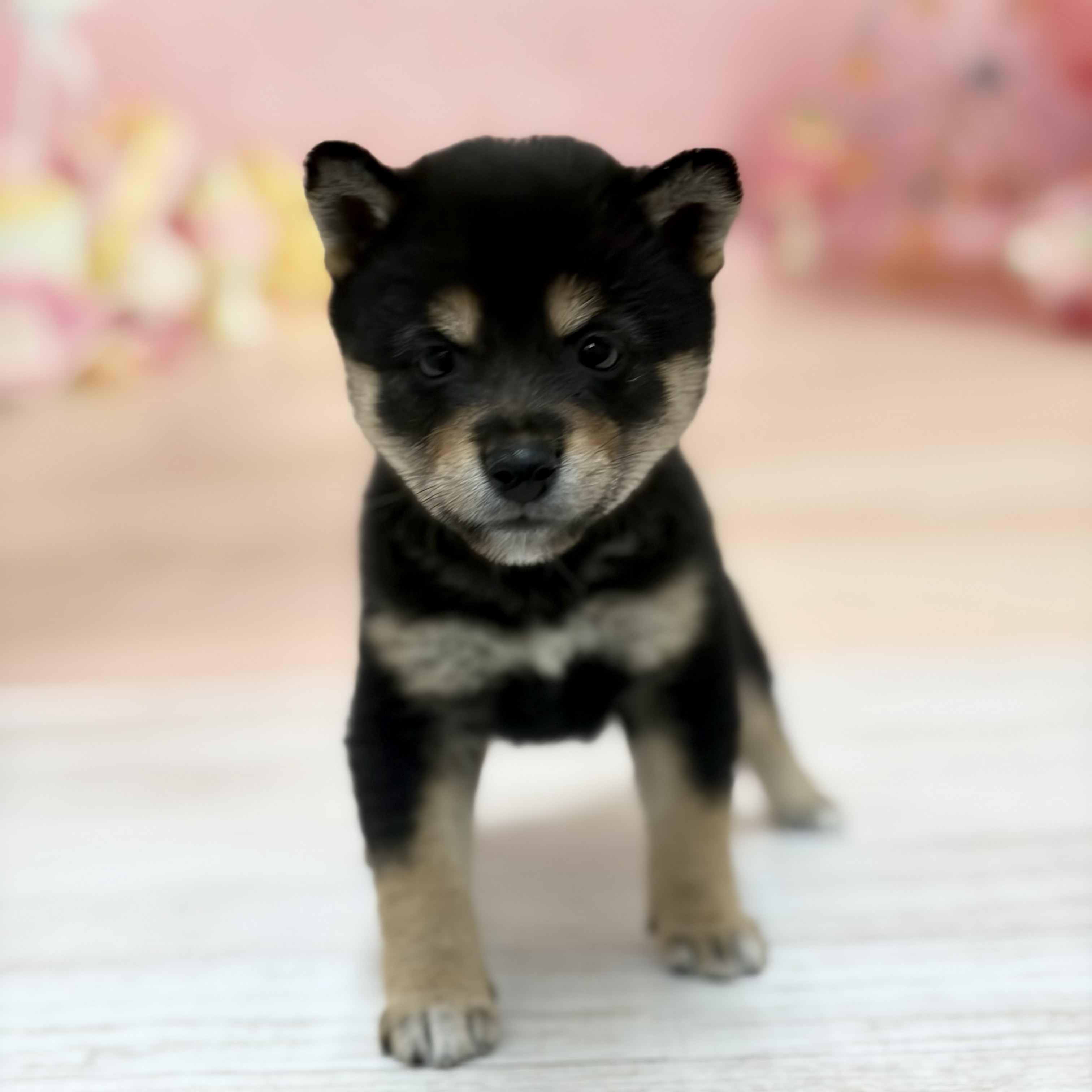 兵庫県の豆柴 (犬の家＆猫の里尼崎店/2026年8月12日生まれ/女の子/黒)の子犬の2枚目の画像