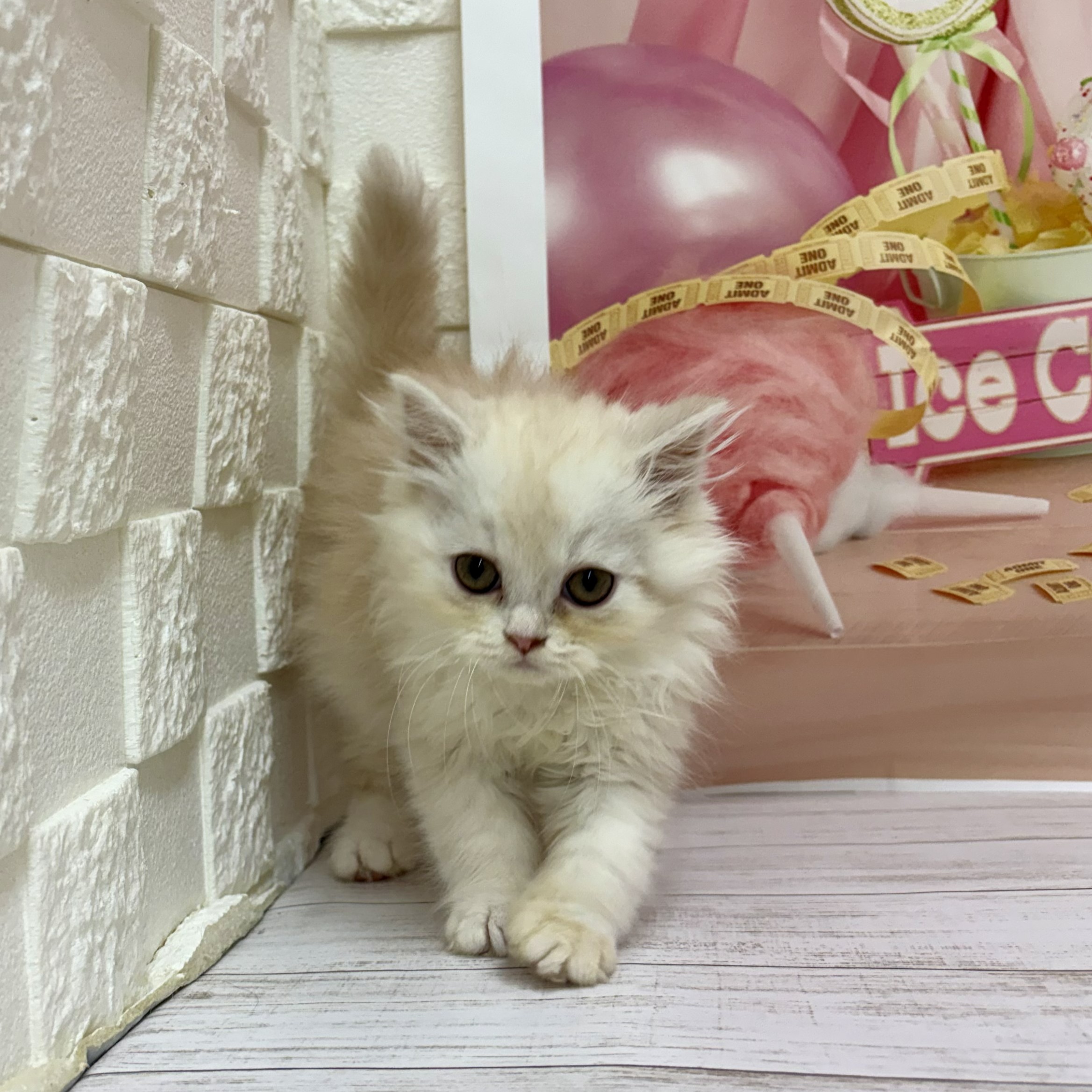兵庫県のスコティッシュフォールド (犬の家＆猫の里尼崎店/2026年8月13日生まれ/男の子/クリームタビーホワイト)の子猫の2枚目の画像
