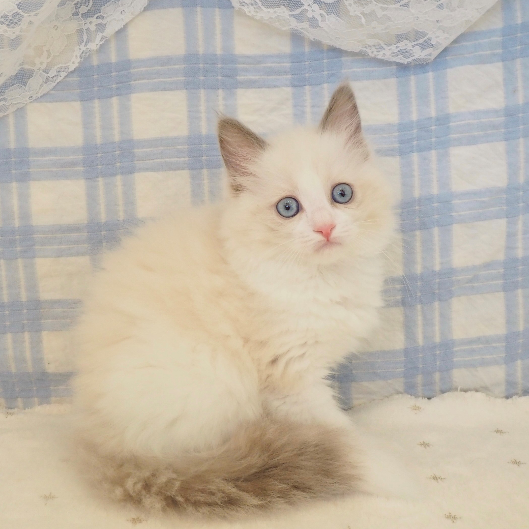 大阪府のラグドール (犬の家＆猫の里もりのみやキューズモールBASE店/2026年8月8日生まれ/女の子/シールポイントバイカラー)の子猫の1枚目の画像