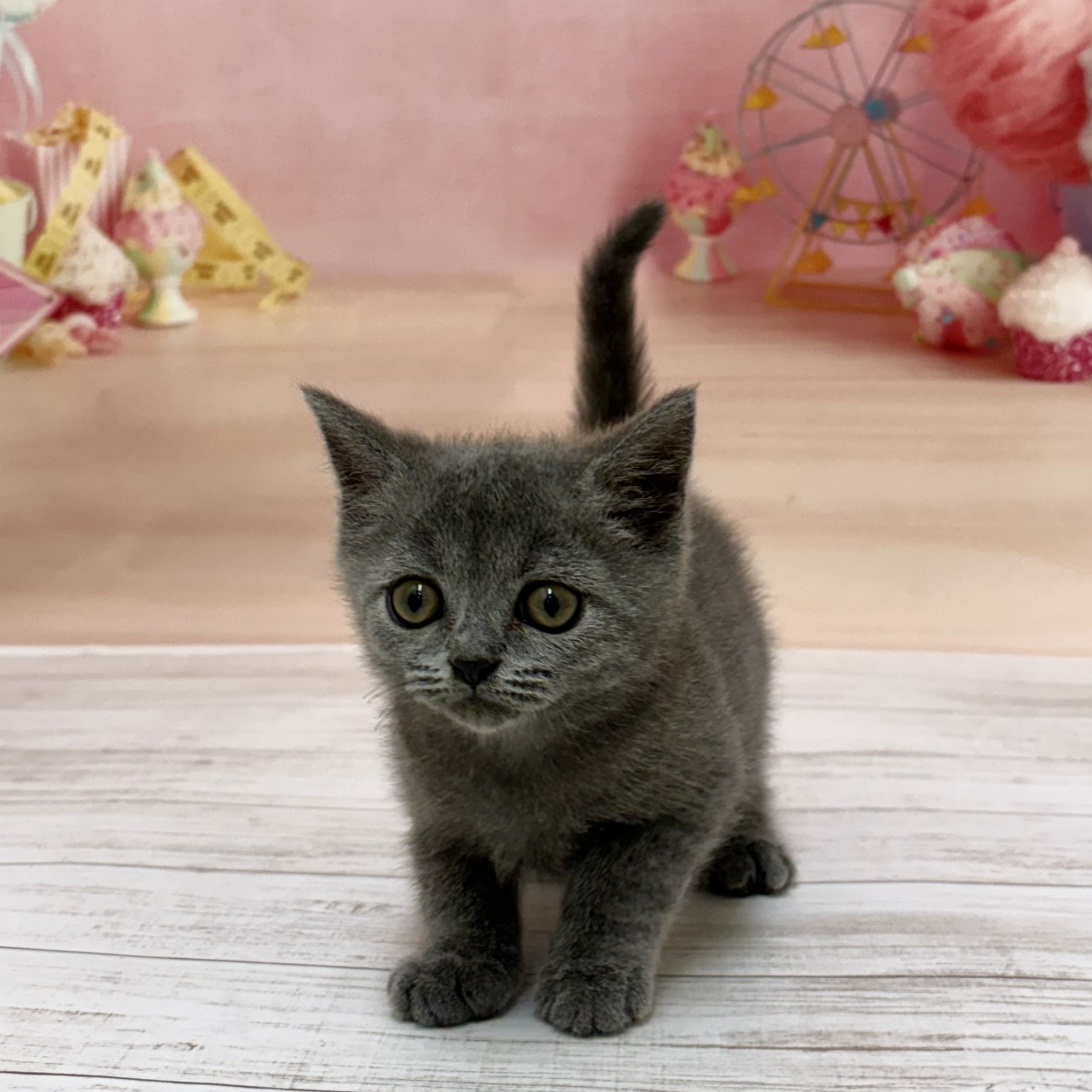 兵庫県のブリティッシュショートヘアー (犬の家＆猫の里尼崎店/2026年8月13日生まれ/男の子/ブルー)の子猫の1枚目の画像