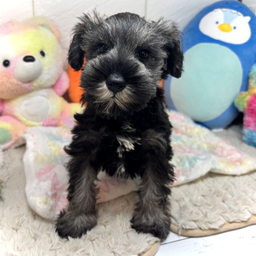 兵庫県のミニチュアシュナウザー (犬の家＆猫の里ゆめタウン姫路店/2026年8月13日生まれ/女の子/ソルトペッパー)の子犬の2枚目の画像