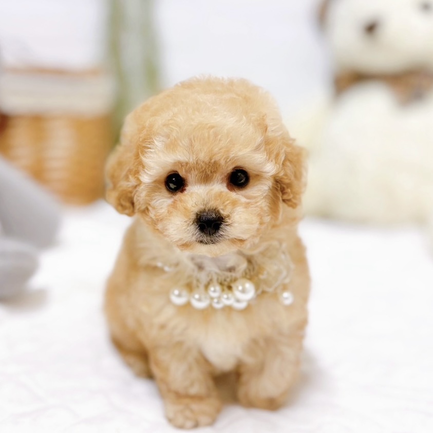 滋賀県のトイプードルの子犬|ペットミー