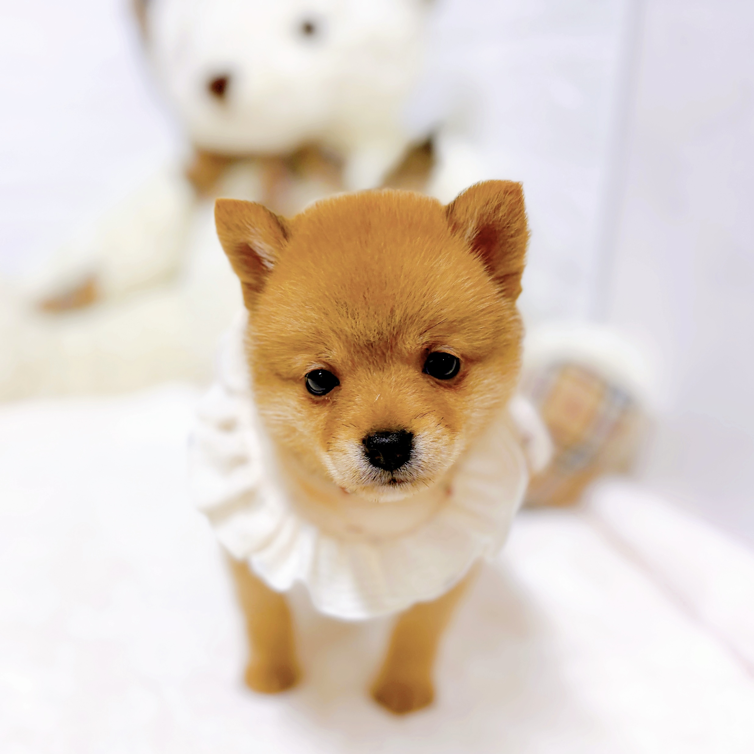 滋賀県のポメ柴/豆ポメ/ポメ豆柴(ポメラニアン×柴犬) (犬の家＆猫の里近江八幡店/2026年8月12日生まれ/女の子/オレンジ)の子犬の2枚目の画像