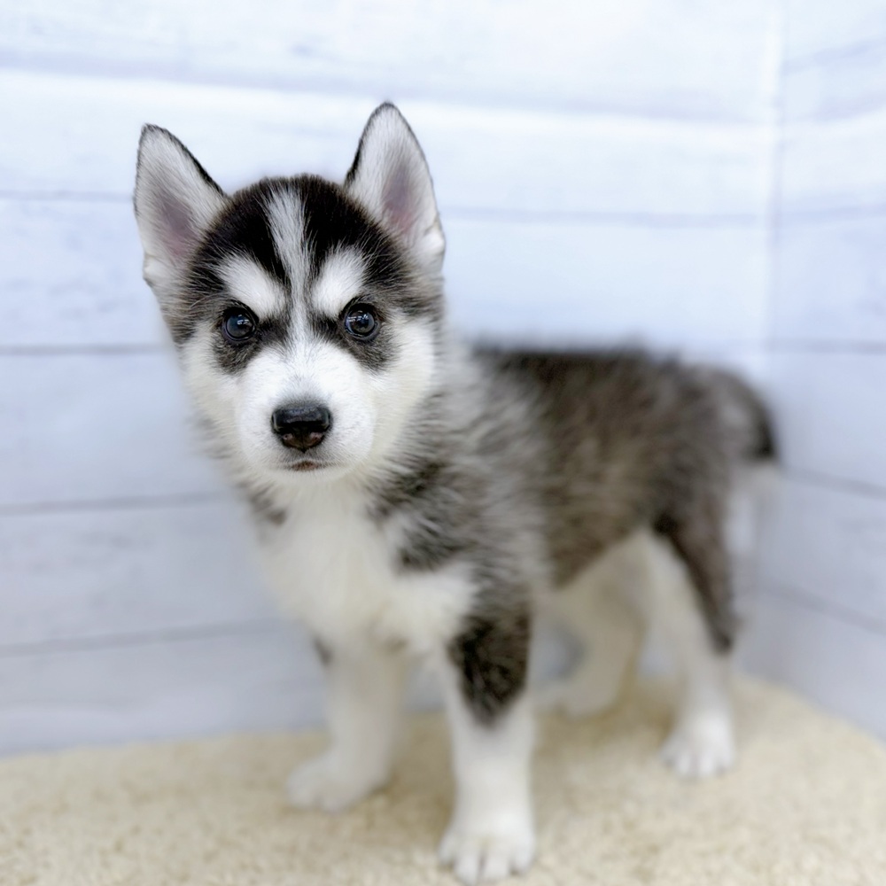 シベリアンハスキーはなぜオッドアイが多い？ | ペットショップ 犬の家
