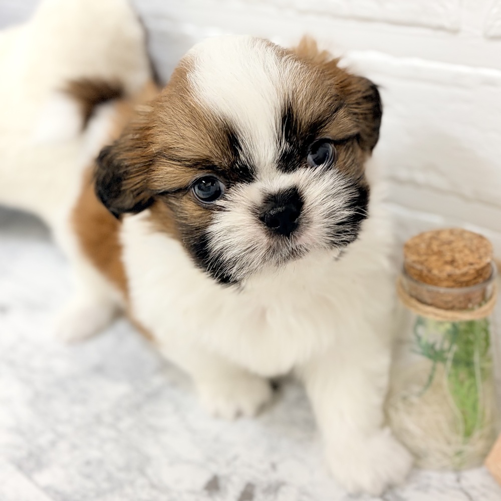 愛知県のシーズー (犬の家＆猫の里豊田店/2026年8月14日生まれ/男の子/ゴールドホワイト)の子犬の2枚目の画像