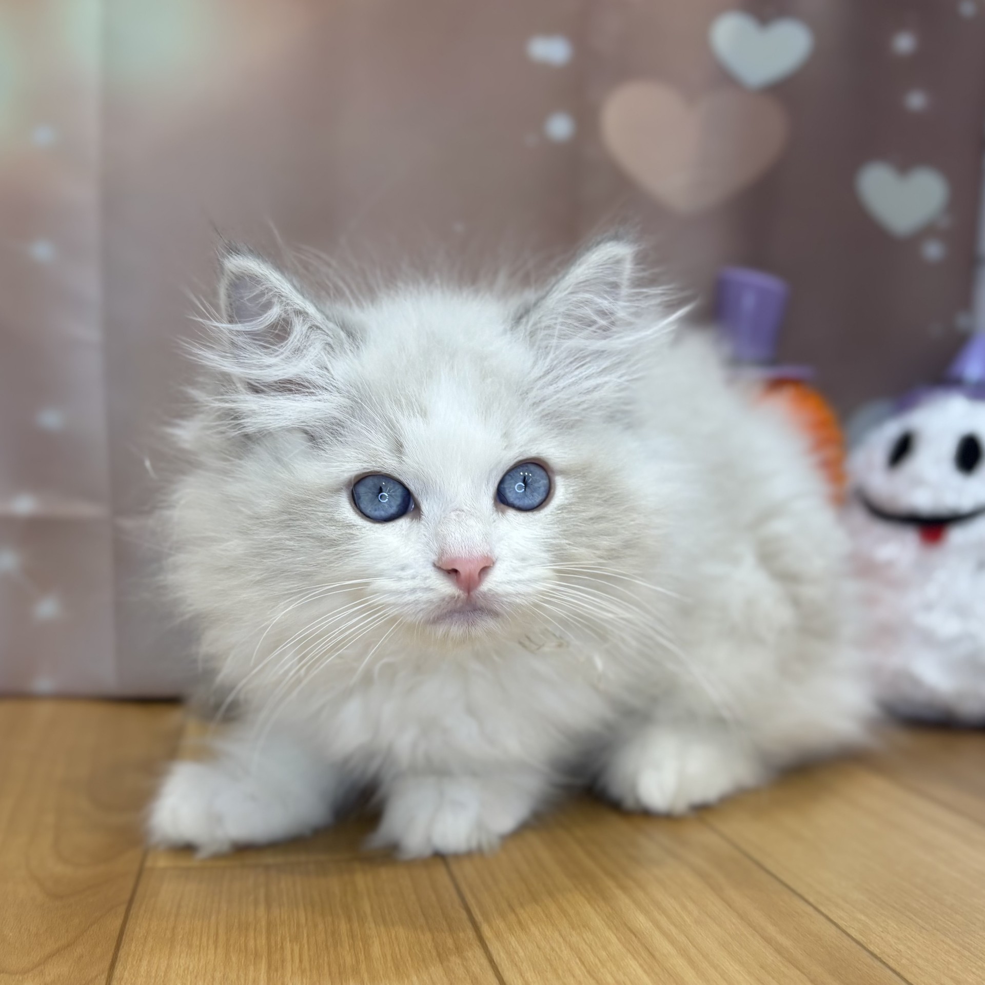 長野県のラグドール (犬の家＆猫の里カインズ梓川店/2026年8月11日生まれ/男の子/ブルーポイントバイカラー)の子猫の2枚目の画像