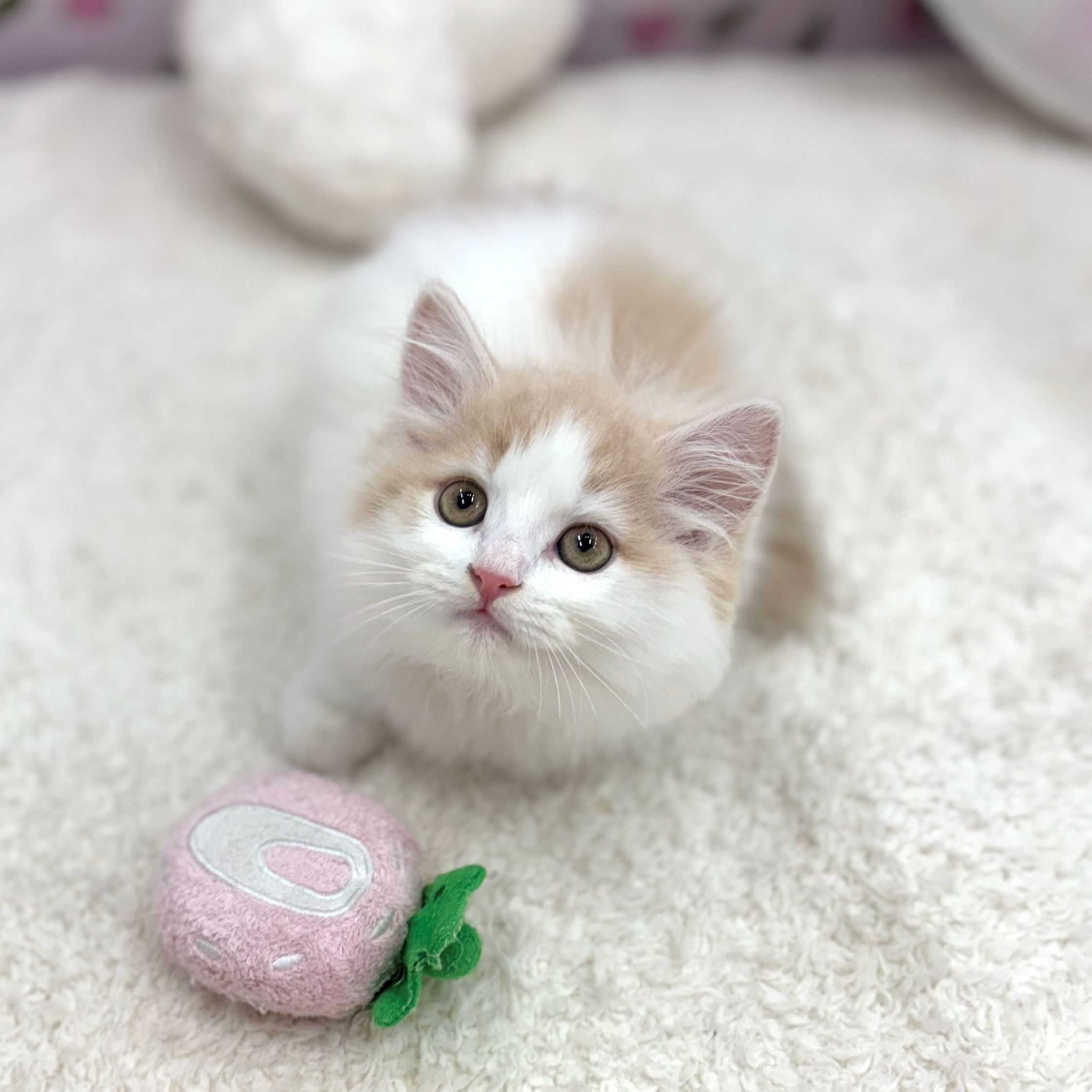 愛知県のサイベリアン (犬の家＆猫の里エアポートウォーク店/2026年8月12日生まれ/女の子/クリームタビーホワイト)の子猫の2枚目の画像