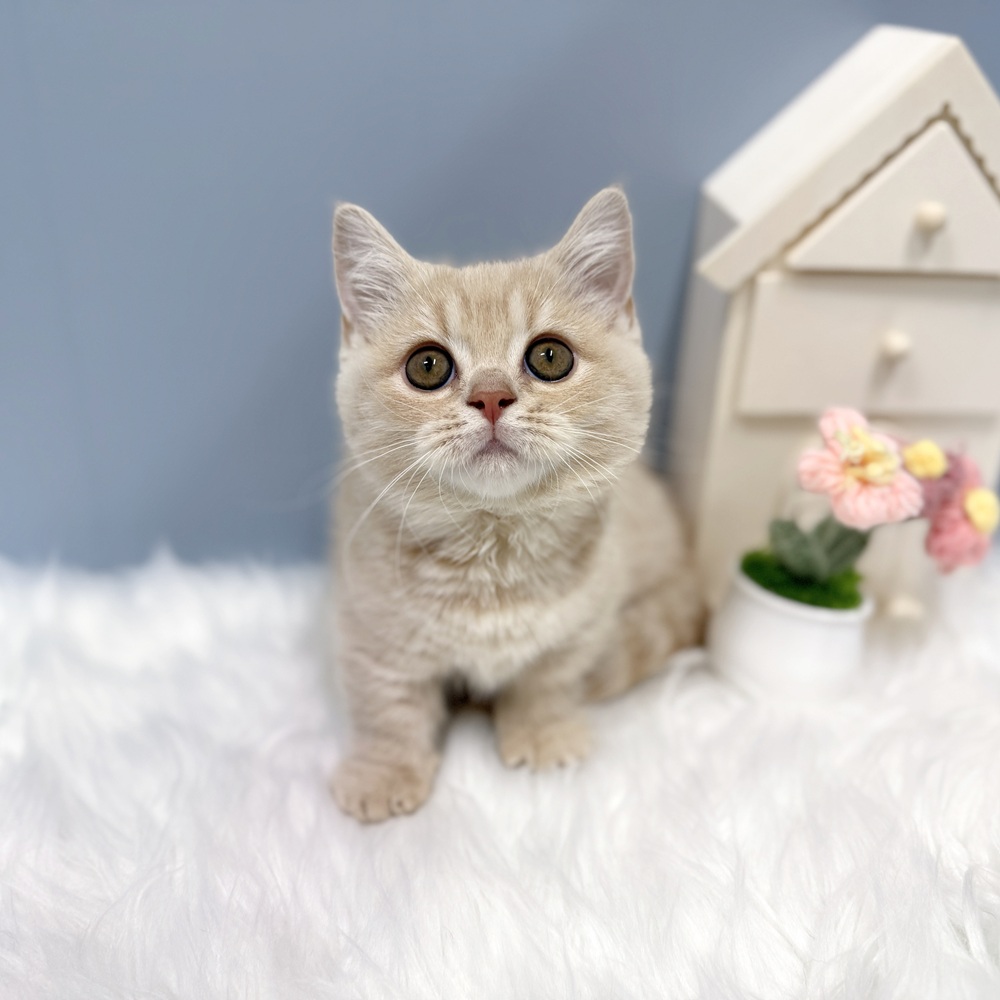 愛知県のマンチカン (犬の家＆猫の里岡崎店/2026年8月13日生まれ/女の子/クリームタビー)の子猫の1枚目の画像