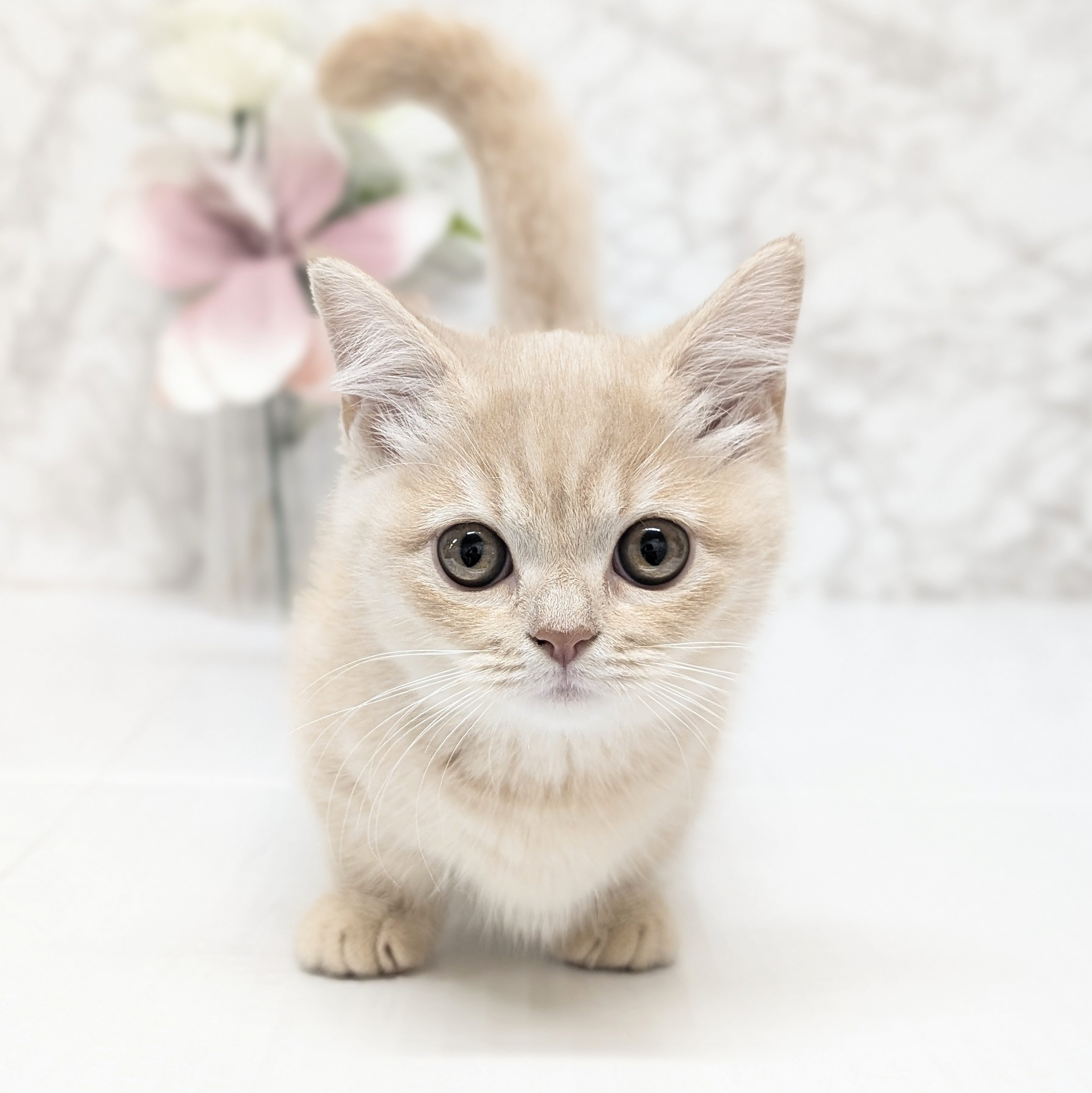 愛知県のマンチカン (犬の家＆猫の里安城店/2026年8月13日生まれ/女の子/クリームタビー)の子猫の1枚目の画像