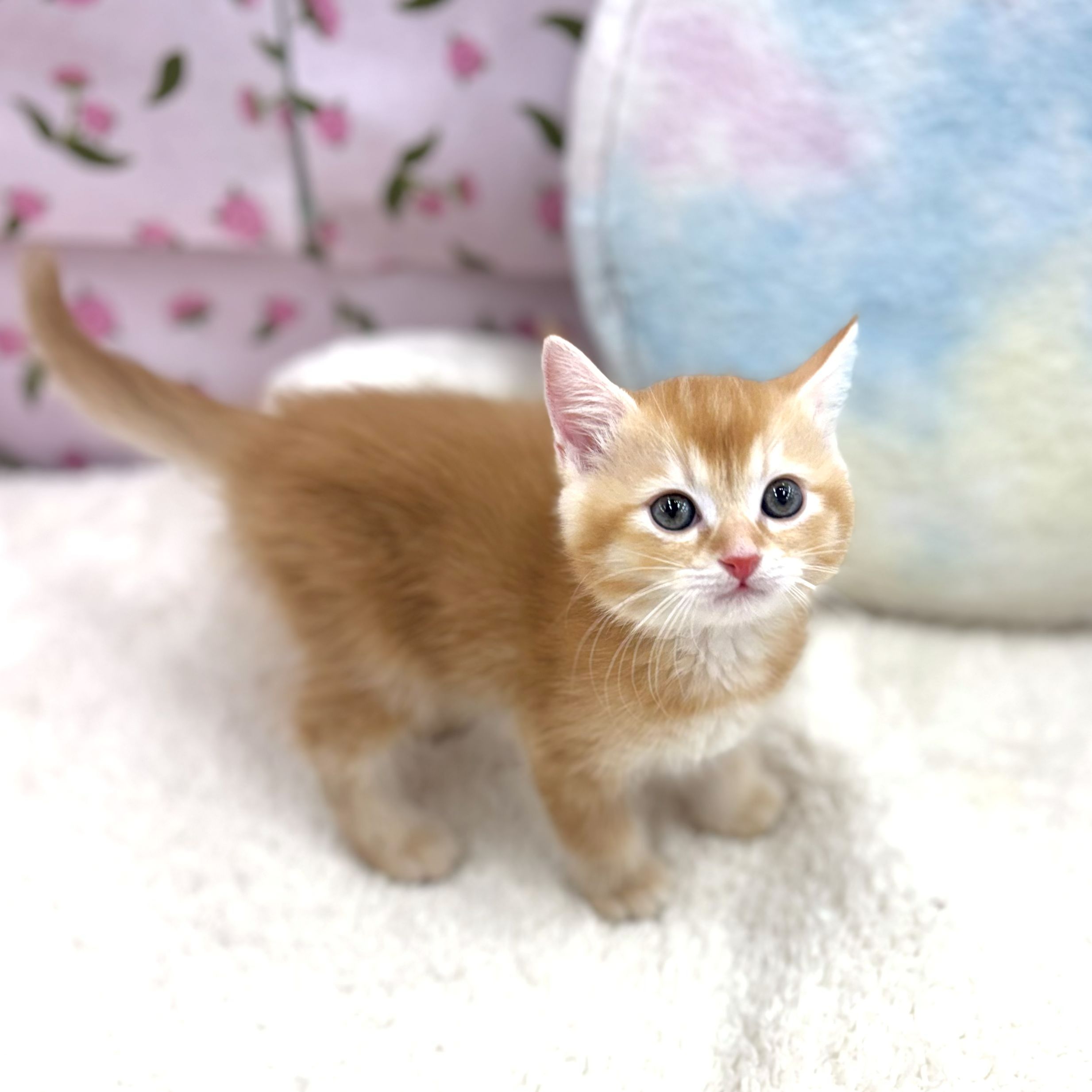 愛知県のマンチカン (犬の家＆猫の里エアポートウォーク店/2026年8月14日生まれ/男の子/レッド)の子猫の2枚目の画像