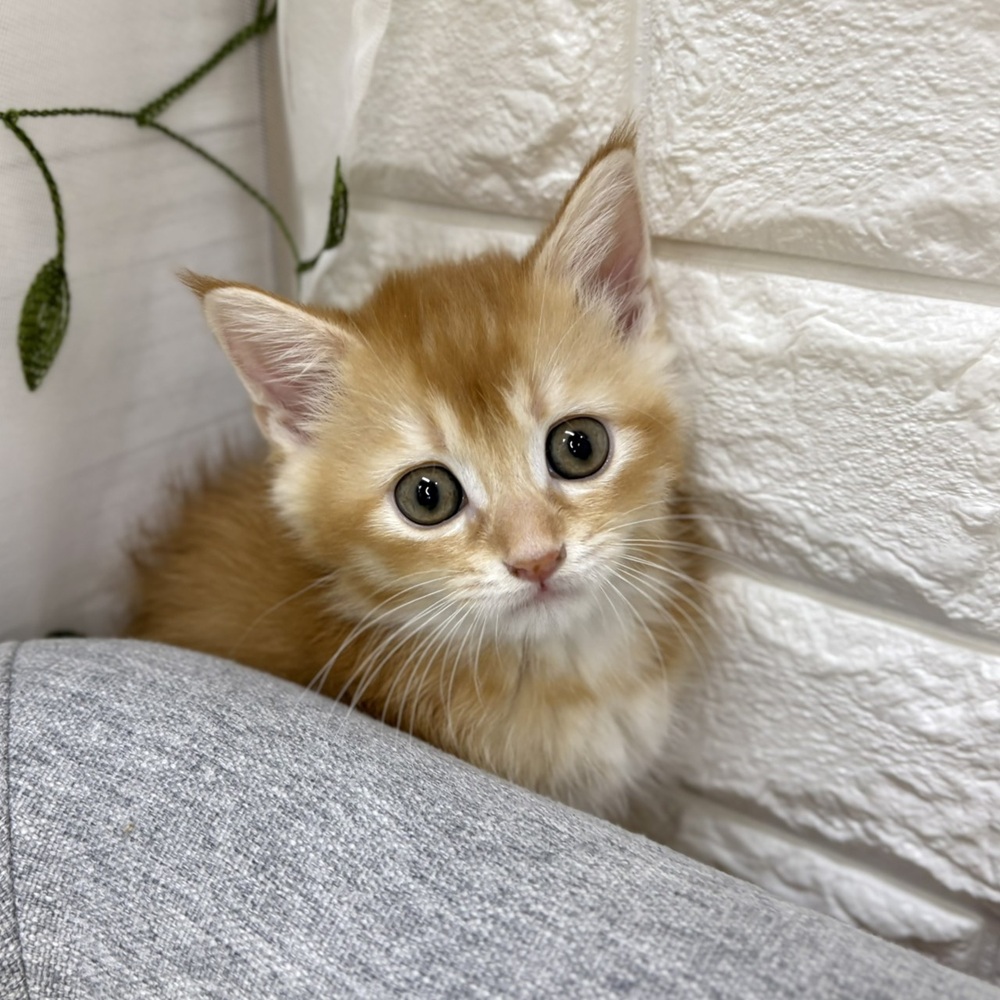 長野県のマンチカン (犬の家＆猫の里塩尻店/2026年8月14日生まれ/男の子/レッド)の子猫の2枚目の画像