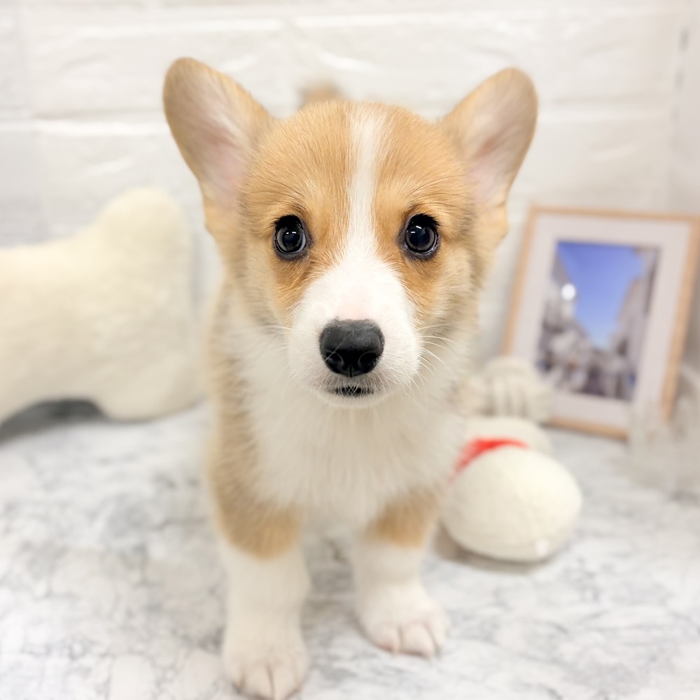愛知県のウェルシュコーギーペンブローク (犬の家＆猫の里豊田店/2026年8月13日生まれ/男の子/レッドホワイト)の子犬の2枚目の画像