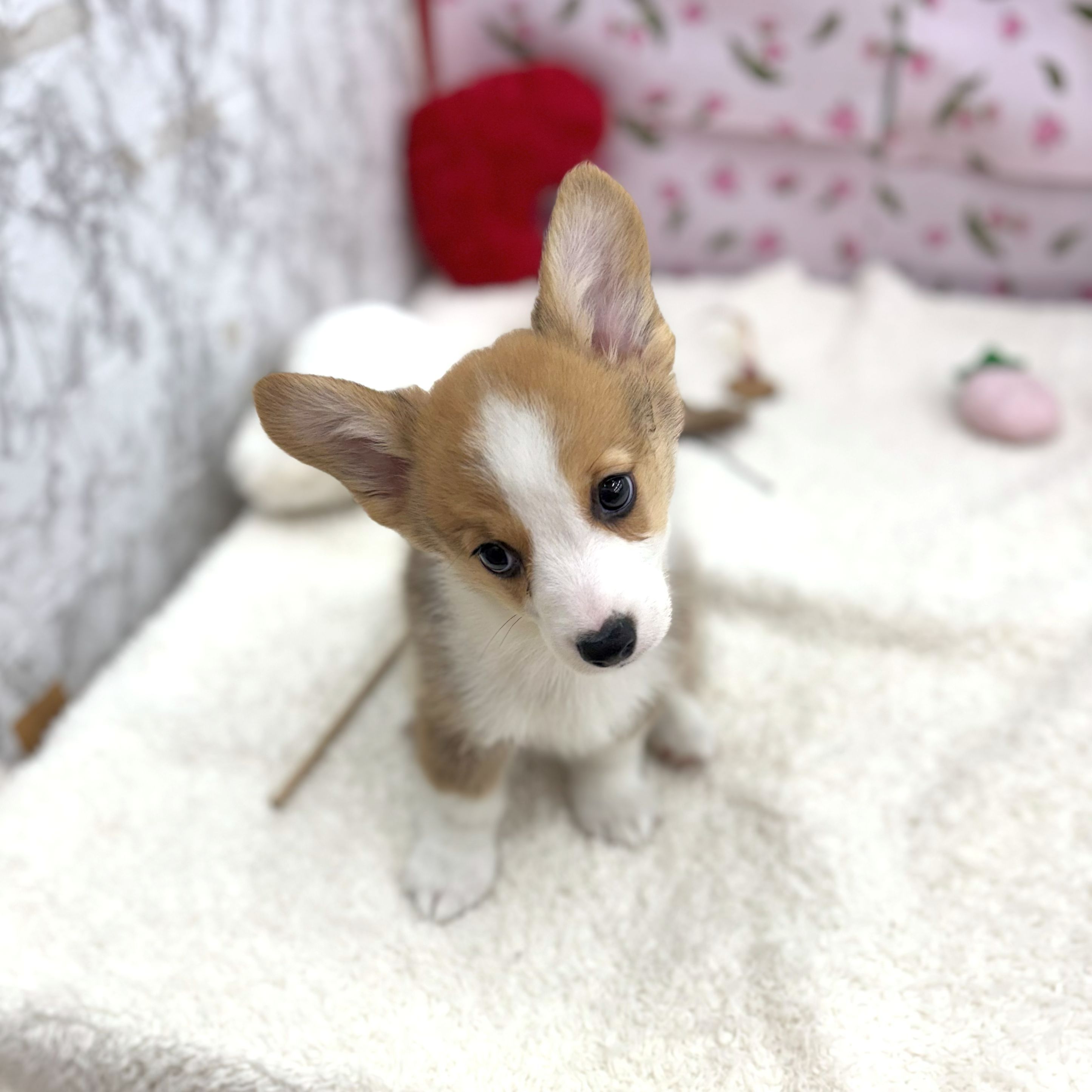 愛知県のウェルシュコーギーペンブローク (犬の家＆猫の里エアポートウォーク店/2026年8月13日生まれ/男の子/レッドホワイト)の子犬の2枚目の画像