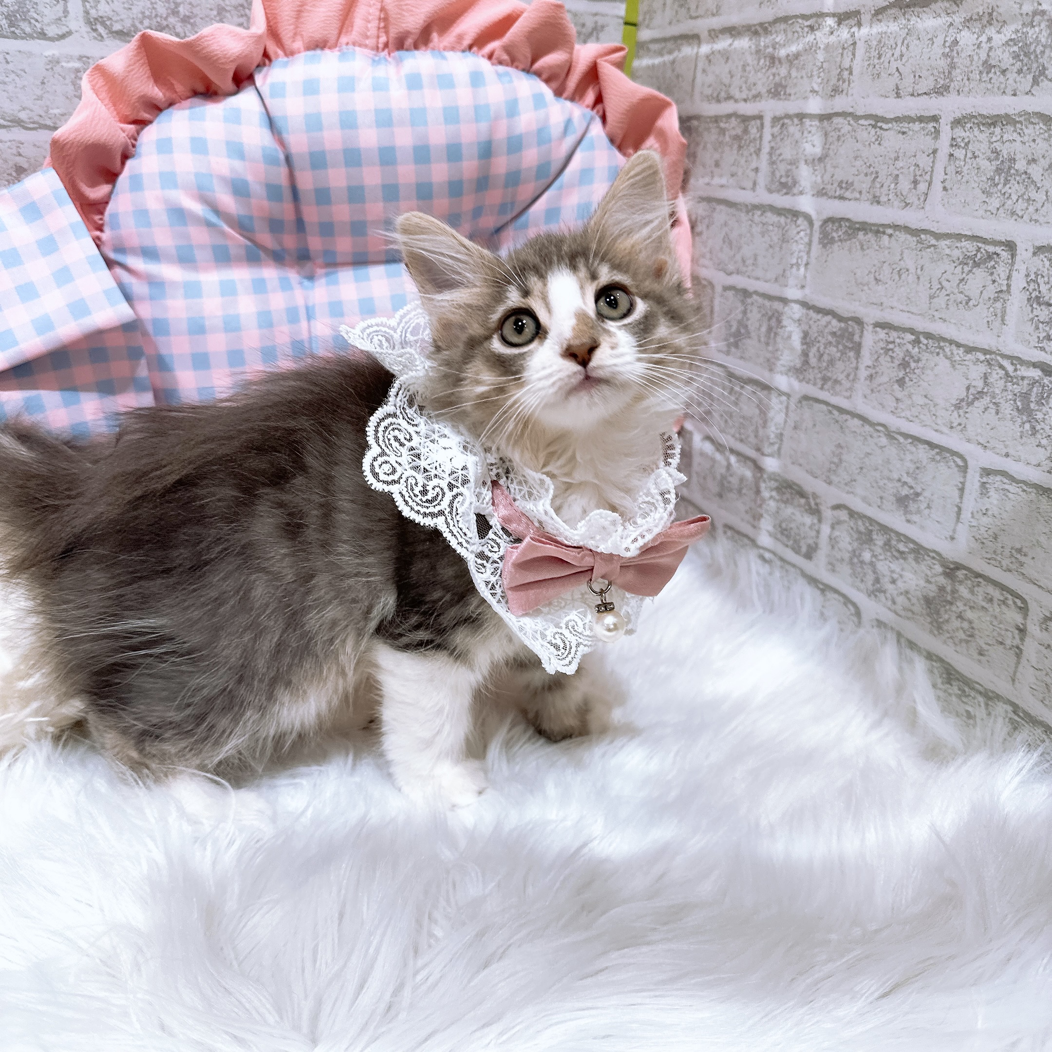 神奈川県のノルウェージャンフォレストキャット (犬の家＆猫の里元住吉ブレーメン通り店/2026年8月8日生まれ/女の子/ブルータビーホワイト)の子猫の2枚目の画像