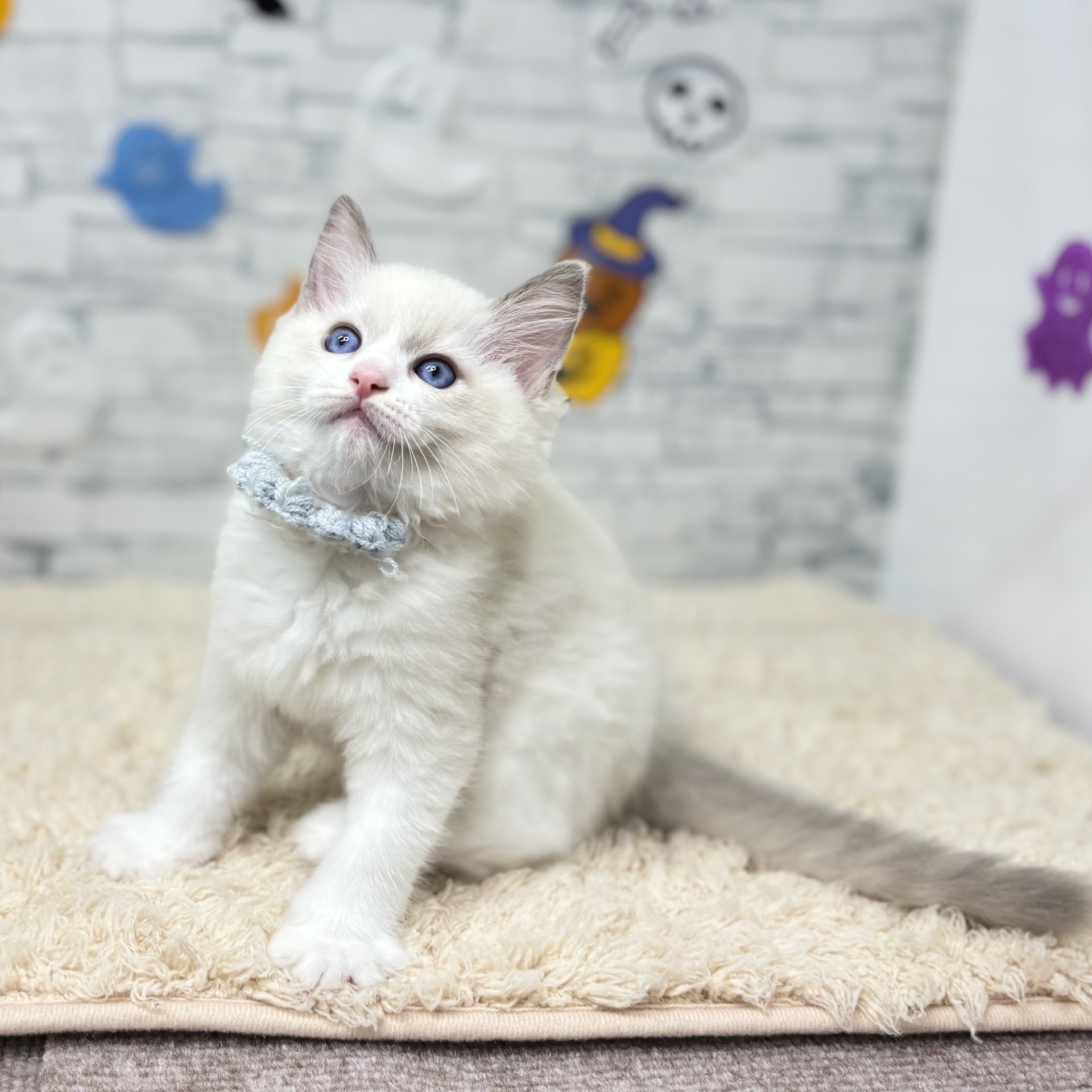 長野県のラグドール (犬の家＆猫の里長野店/2026年8月15日生まれ/男の子/ブルーポイントバイカラー)の子猫の2枚目の画像