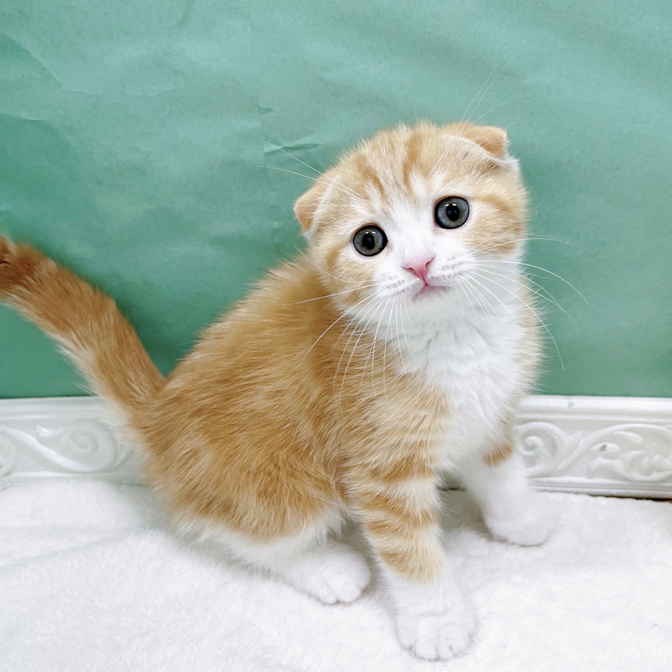 石川県のスコティッシュフォールド (犬の家＆猫の里アミーゴ金沢有松店/2026年8月15日生まれ/男の子/レッドタビーホワイト)の子猫の1枚目の画像