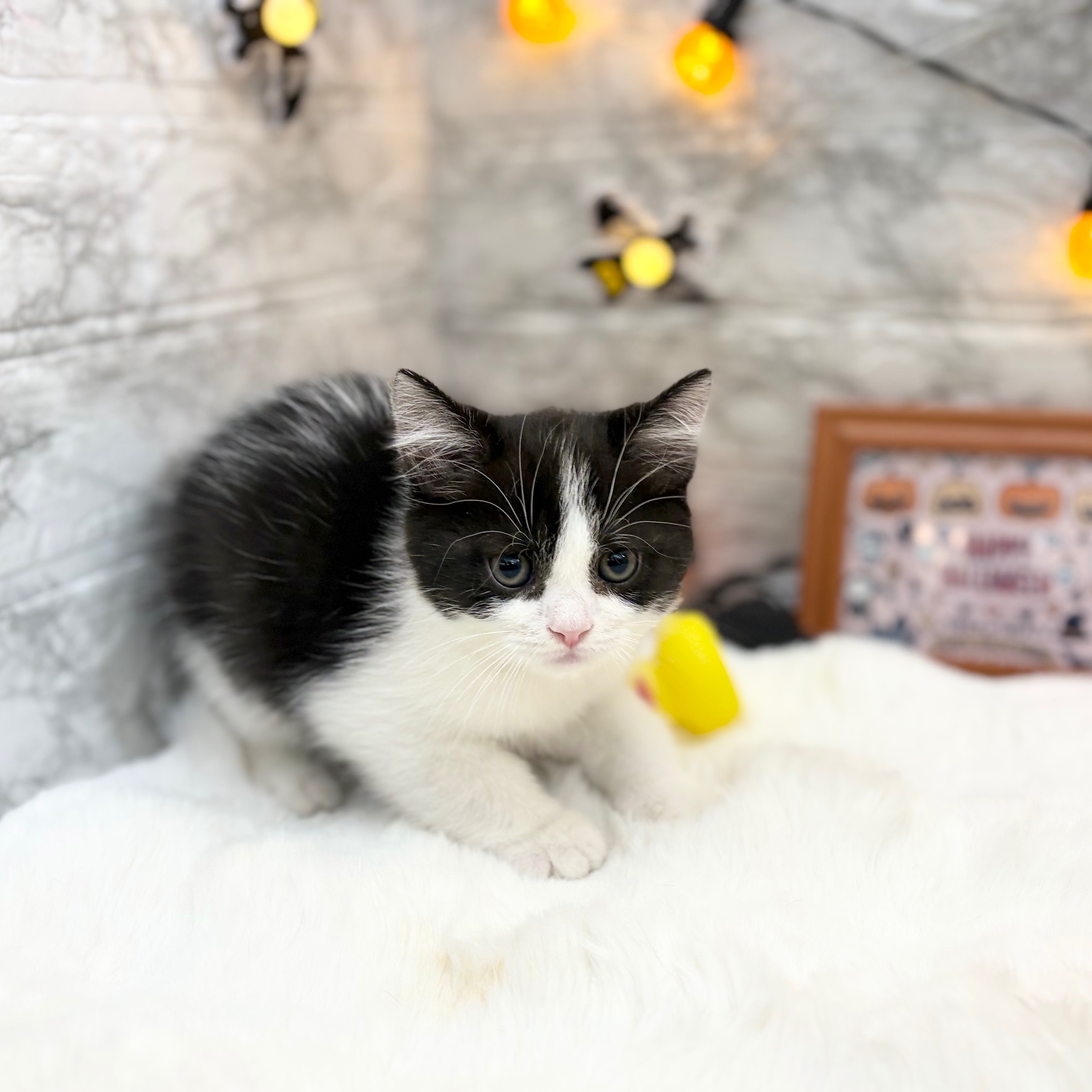 静岡県のスコティッシュストレート (犬の家＆猫の里MEGAドン・キホーテ袋井店/2026年8月15日生まれ/男の子/ブラックホワイト)の子猫の2枚目の画像