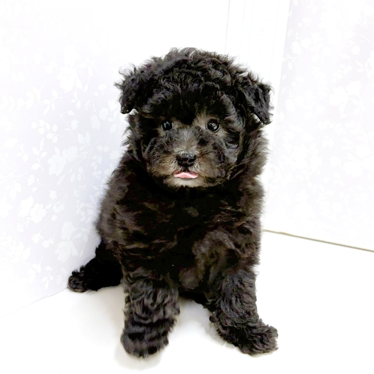 富山県のトイプードル(トイ) (犬の家＆猫の里アミーゴ高岡蓮花寺店/2026年8月15日生まれ/男の子/グレー)の子犬の2枚目の画像