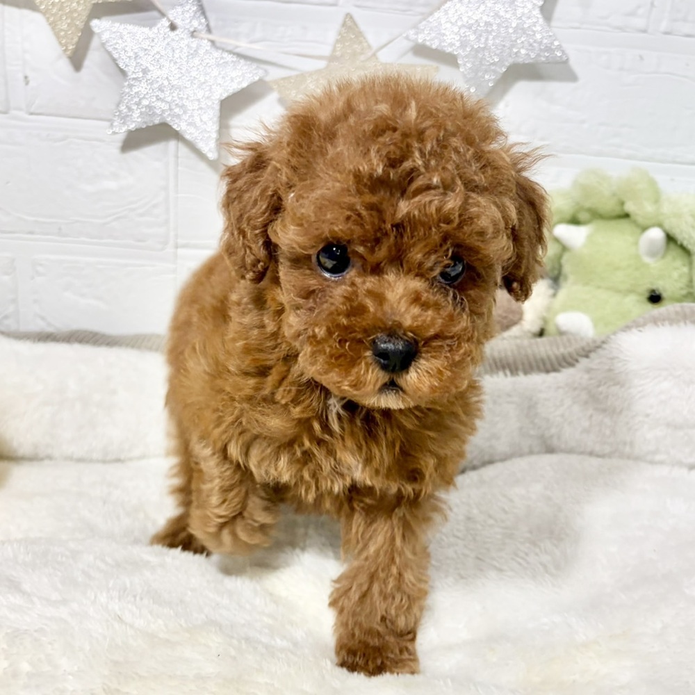 兵庫県のトイプードル(トイ) (犬の家＆猫の里ニッケパークタウン加古川店/2026年8月15日生まれ/男の子/レッドフォーン)の子犬の1枚目の画像