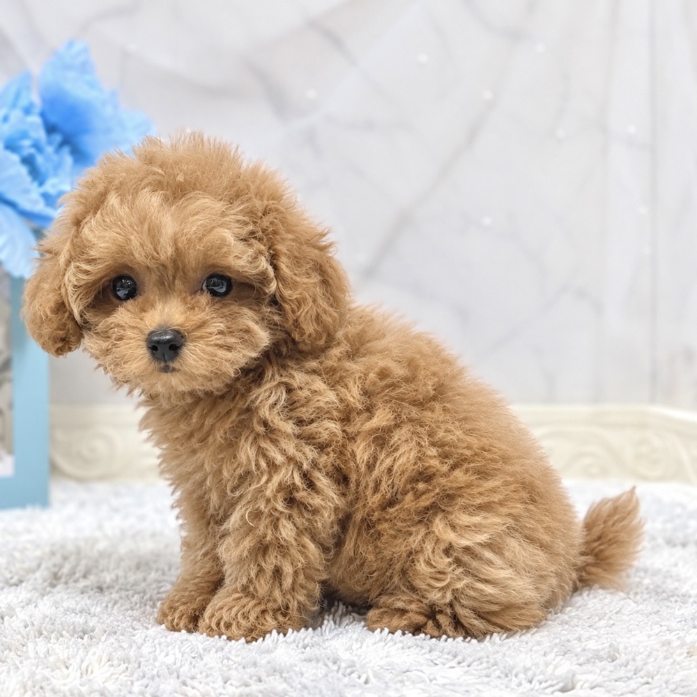 福井県のトイプードル(ティーカップ) (犬の家＆猫の里福井店/2026年8月14日生まれ/男の子/レッドフォーン)の子犬の2枚目の画像