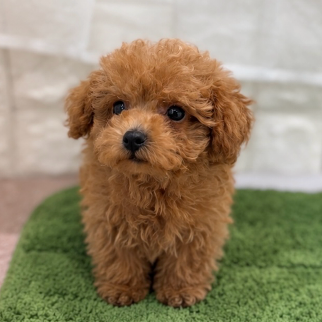 岡山県のトイプードル(ティーカップ) (犬の家＆猫の里倉敷店/2026年8月14日生まれ/男の子/レッドフォーン)の子犬の2枚目の画像