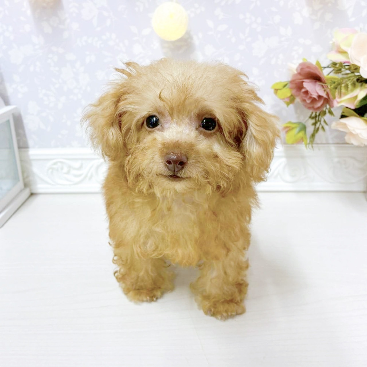 富山県のポメプー(ポメラニアン×プードル) (犬の家＆猫の里アミーゴ山室店/2026年8月14日生まれ/男の子/アプリコット)の子犬の1枚目の画像