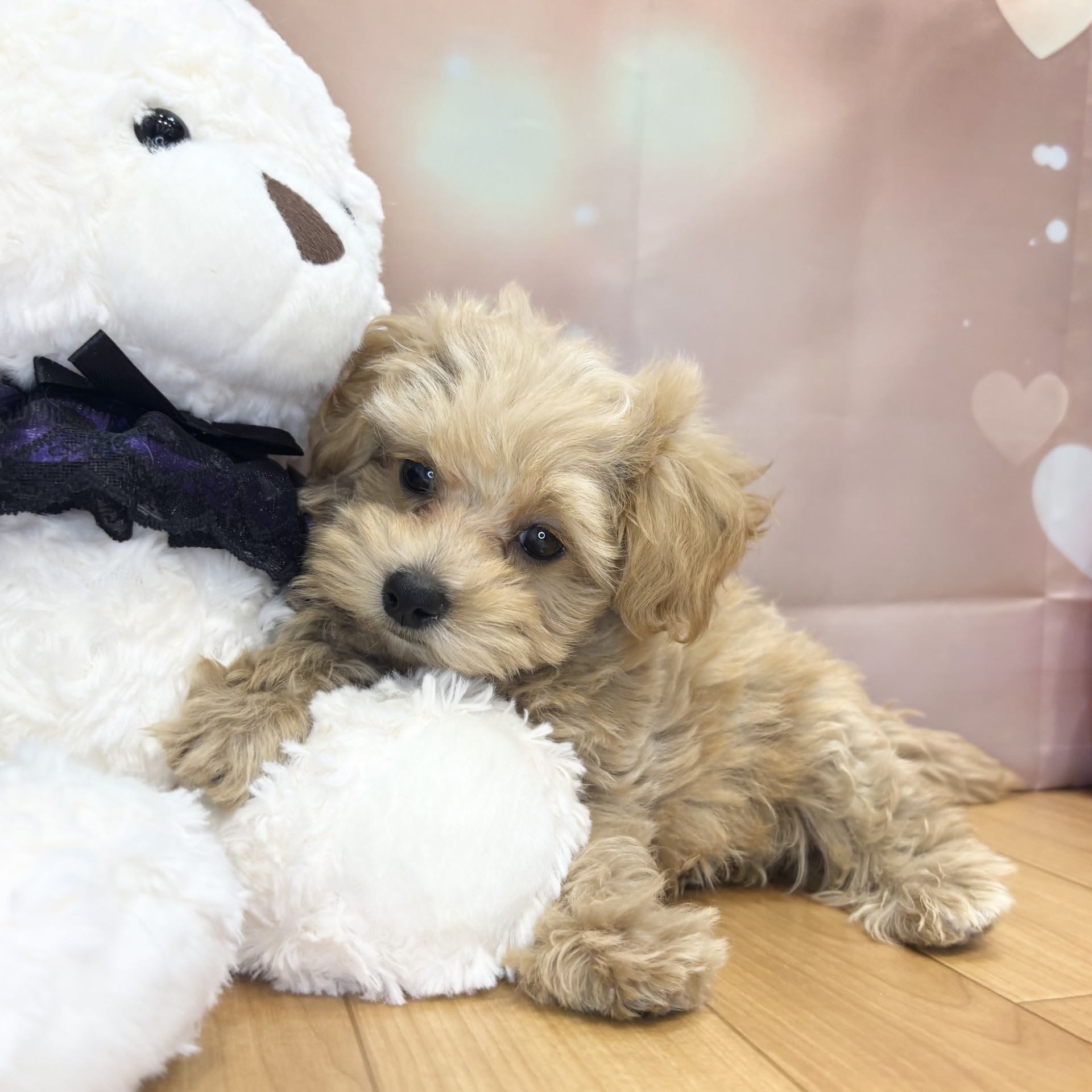 長野県のマルプー(マルチーズ×プードル) (犬の家＆猫の里カインズ梓川店/2026年8月10日生まれ/男の子/アプリコットホワイト)の子犬の2枚目の画像