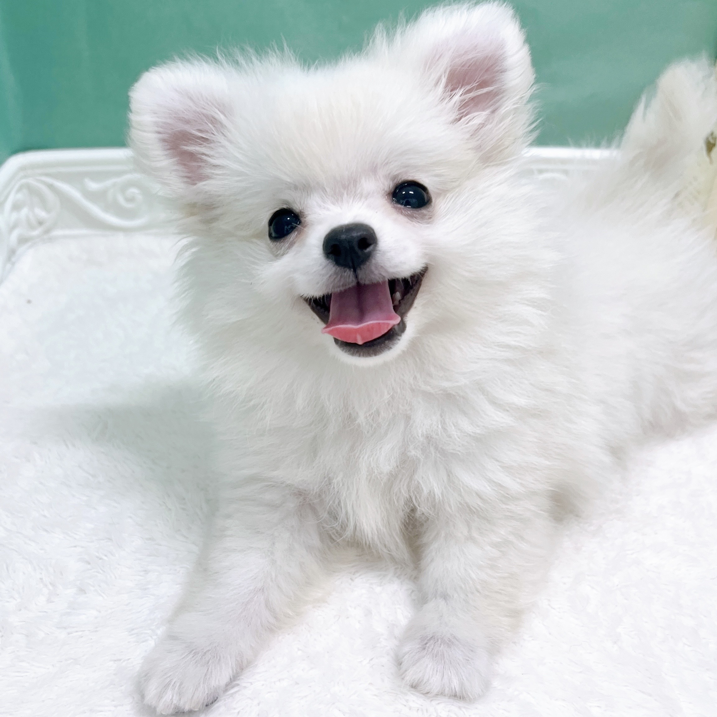 石川県のポメチワ/チワポメ/ポメチー(ポメラニアン×チワワ) (犬の家＆猫の里アミーゴ金沢有松店/2026年8月10日生まれ/女の子/クリーム)の子犬の2枚目の画像