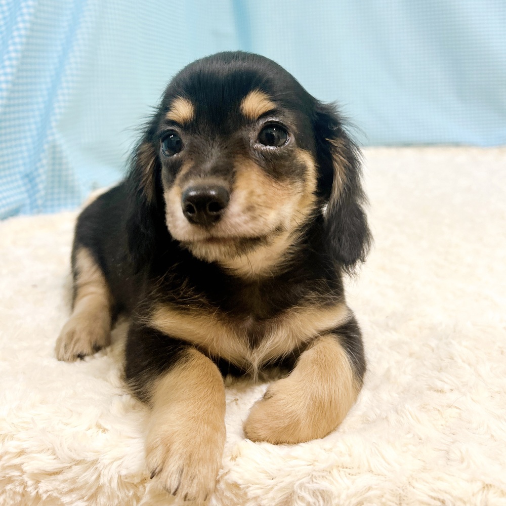 愛知県のチワックス(チワワ×ダックス) (犬の家＆猫の里一宮店/2026年8月11日生まれ/男の子/ブラックタン)の子犬の2枚目の画像
