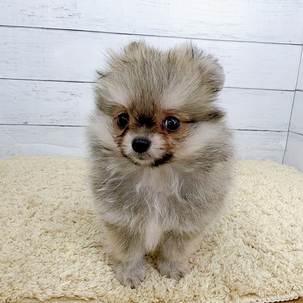 愛知県のポメチワ/チワポメ/ポメチー(ポメラニアン×チワワ) (犬の家＆猫の里七宝店/2026年8月15日生まれ/男の子/ウルフセーブル)の子犬の2枚目の画像